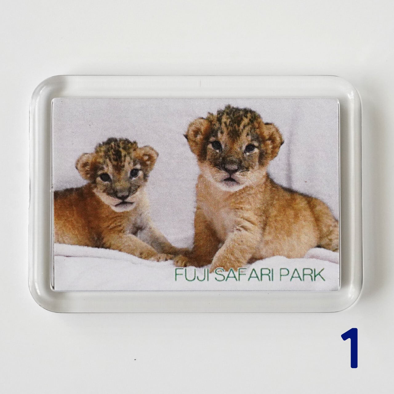 マグネット 赤ちゃんライオン7種 | 富士サファリパーク