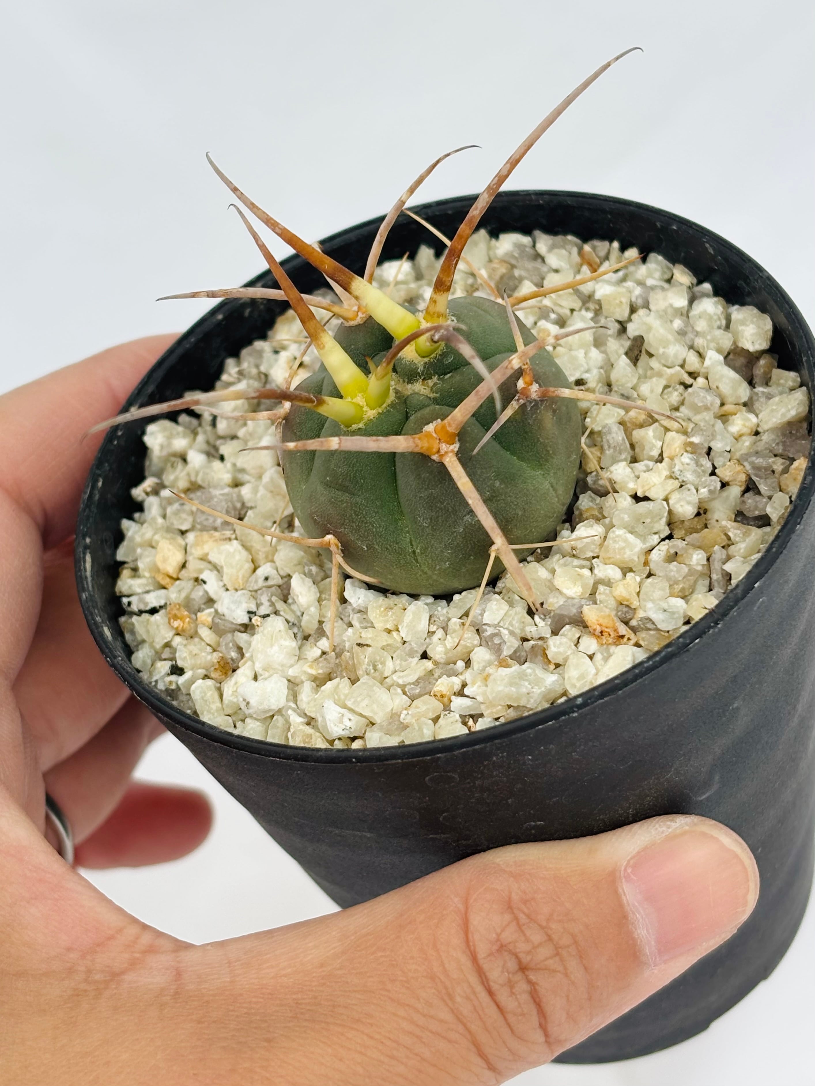 Gymnocalycium cardenasianum ギムノカリキウム 光琳玉 サボテン