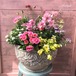 寄せ植え  春のお花畑