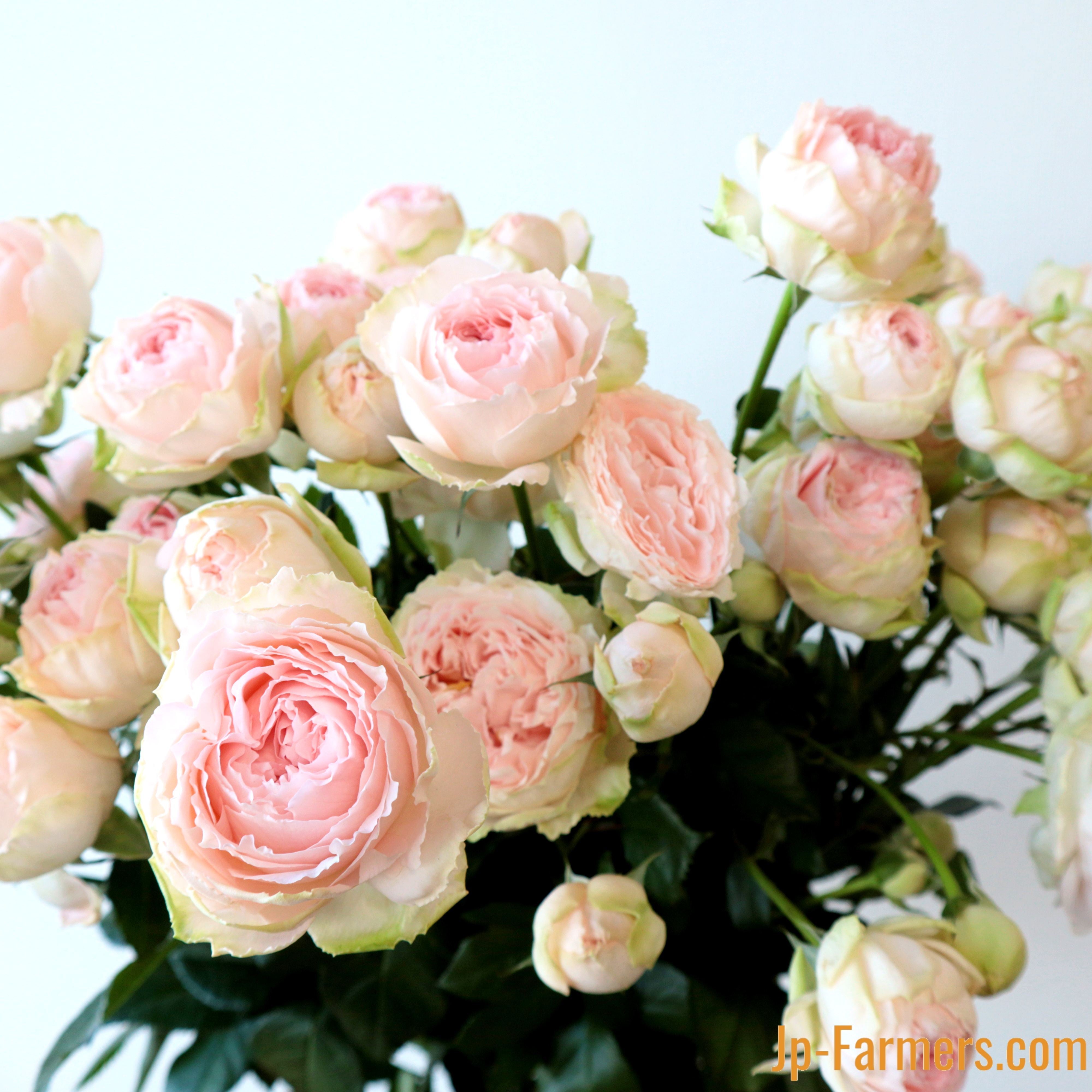 FINEROSE 特集 | 新鮮お花問屋 Jp-Farmers.com