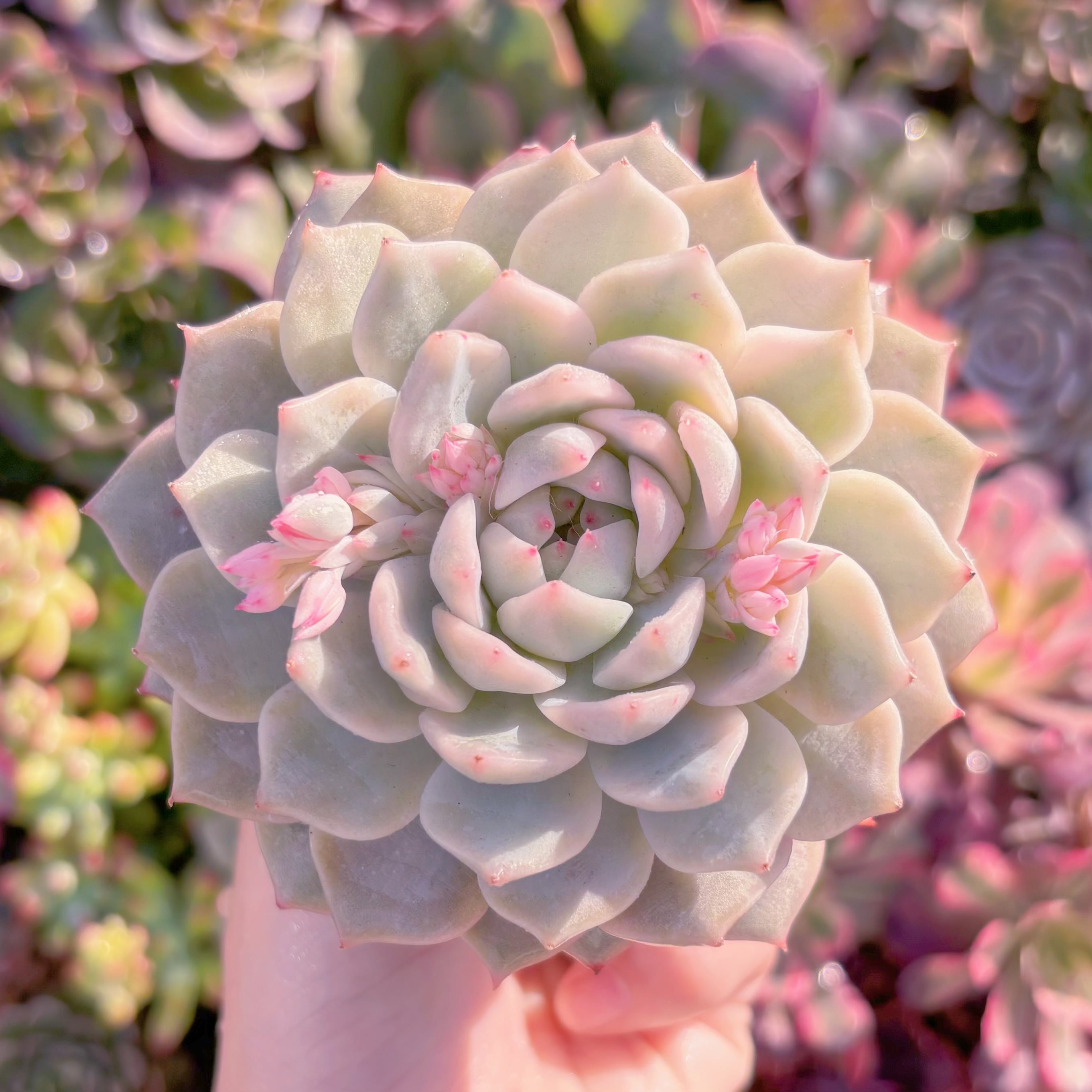 多肉植物　tp錦　在庫僅少　新入荷　るる農園