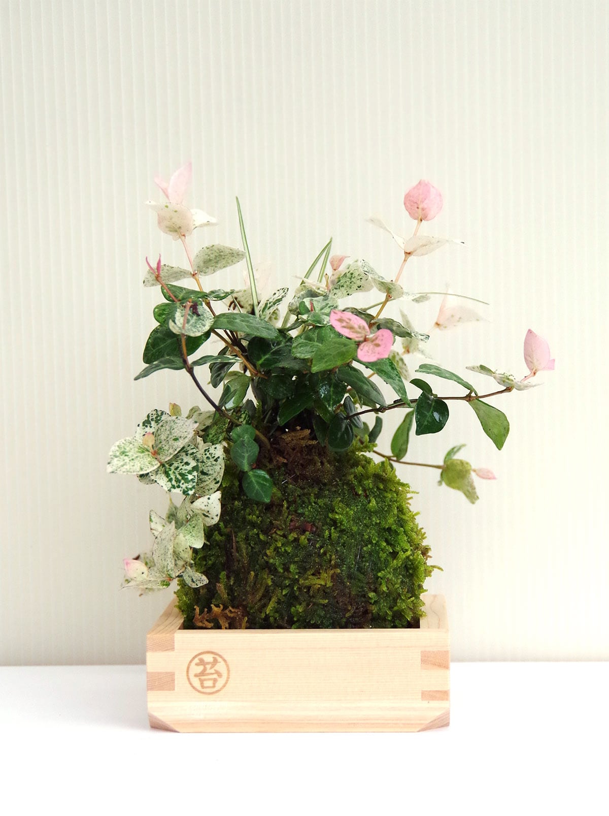 初雪かヅラ✿そのまま飾れます Amazon.co.jp: 初雪カズラ(ハツユキカズラ) 5号鉢 1個売り【品種で