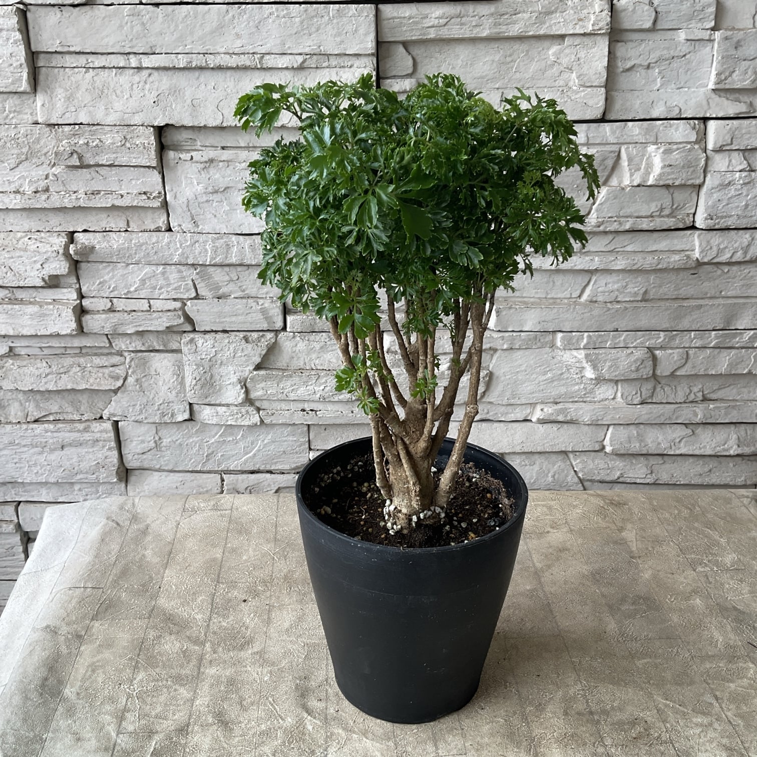 観葉植物】ポリシャス パセリ | 橋本種苗園
