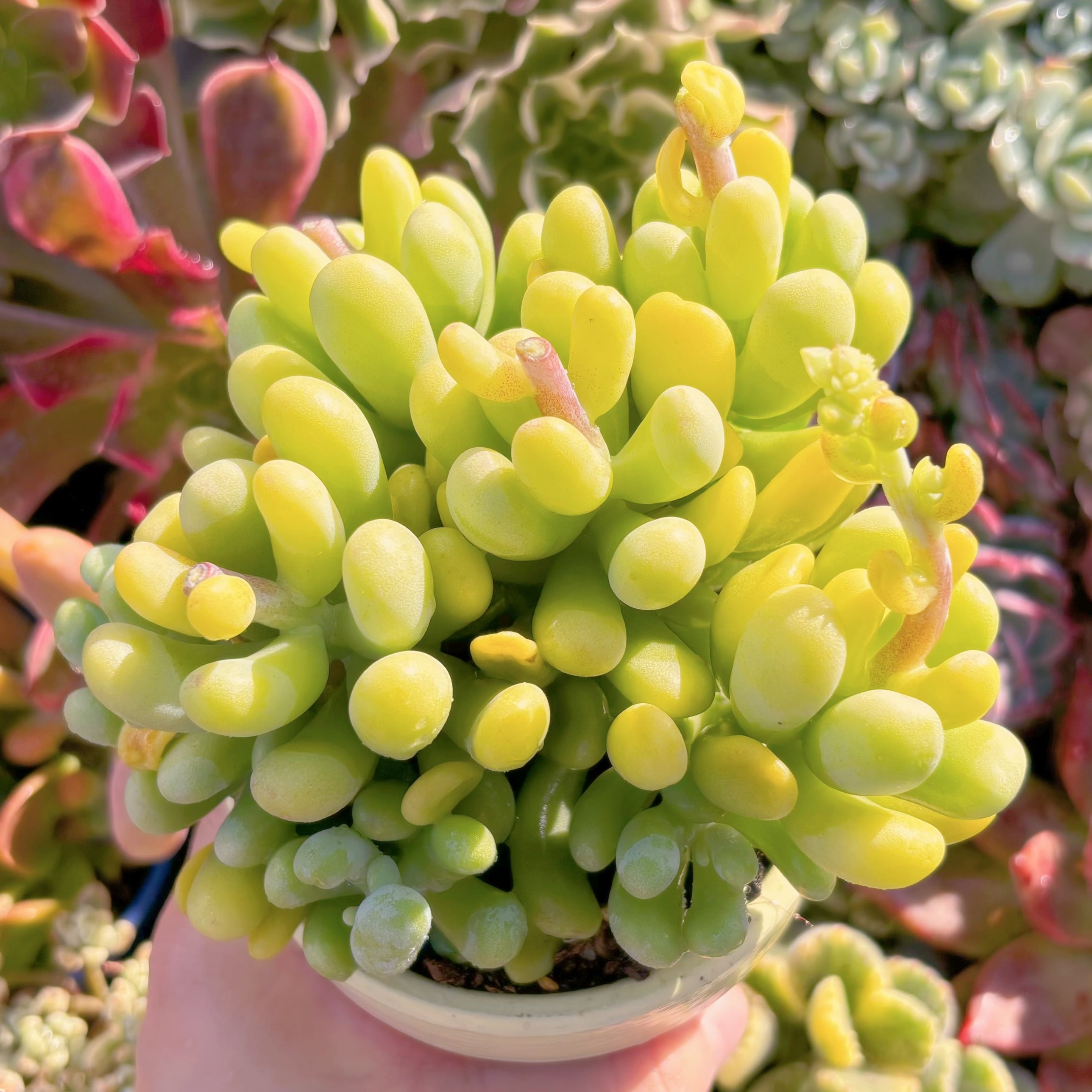 多肉植物　バナナ美人　群生　新入荷　るる農園