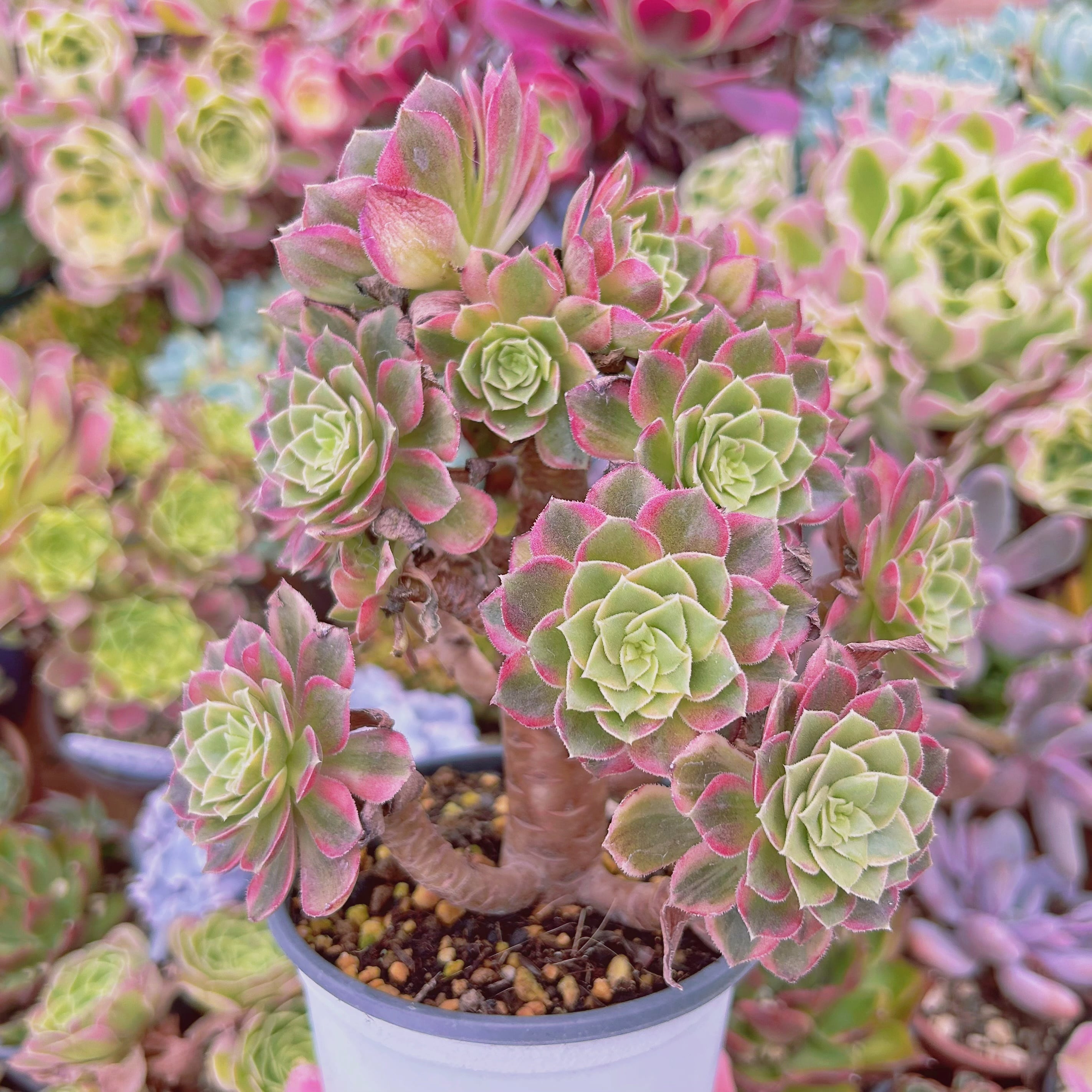 #801現物　多肉植物　フェスティバル錦　特大群生　抜き苗