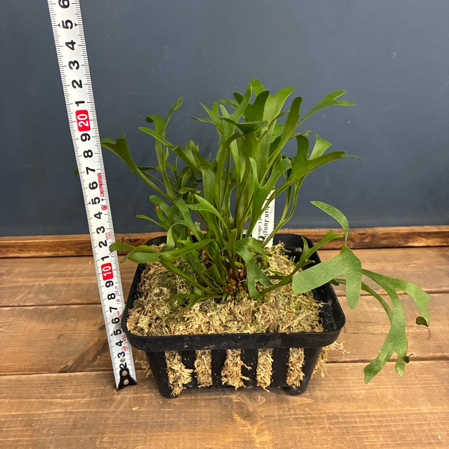 観葉植物 ビカクシダ 楽天市場】観葉植物/ビカクシダ（コウモリラン）：ウィリンキー