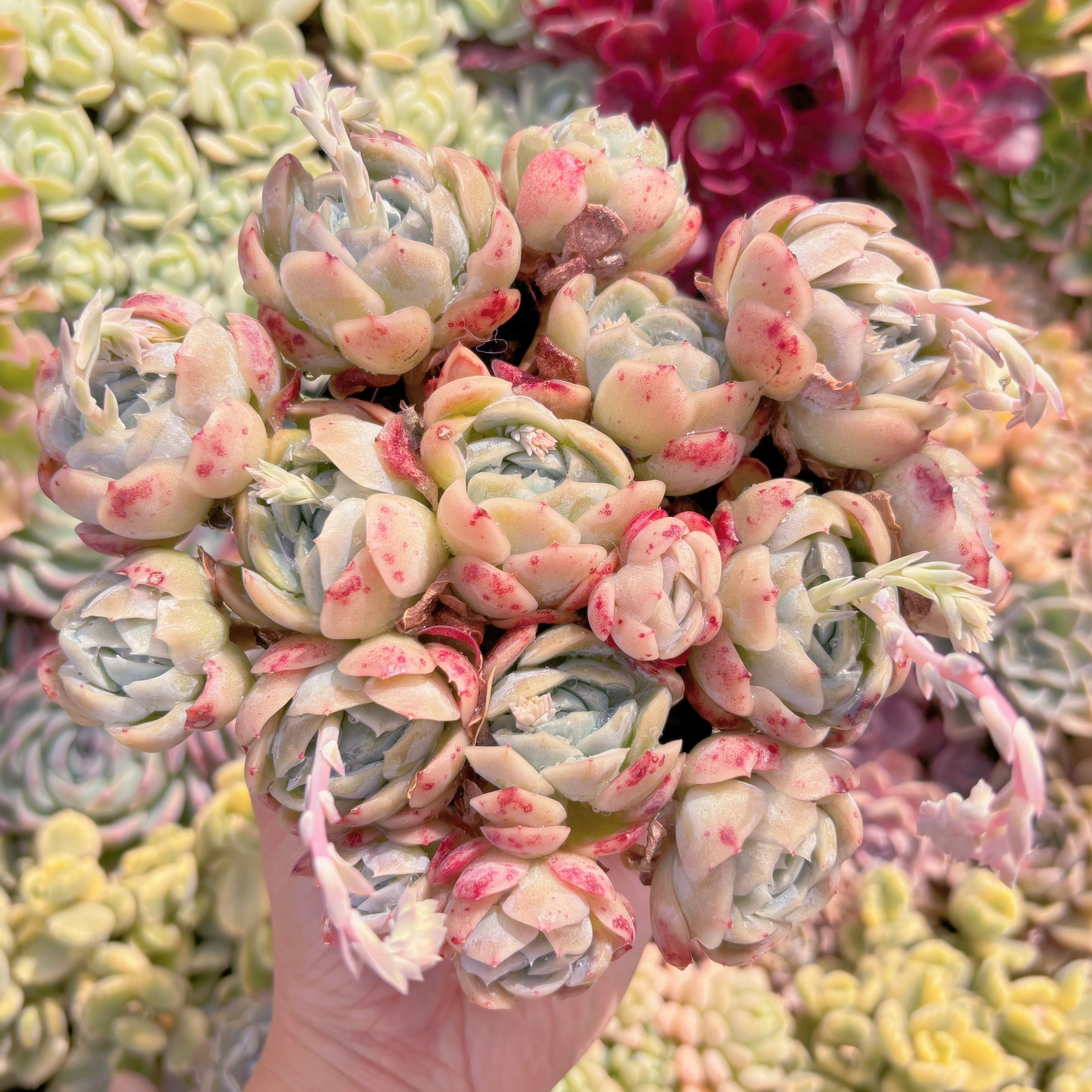 現品　クリームベリー#C08　るる農園