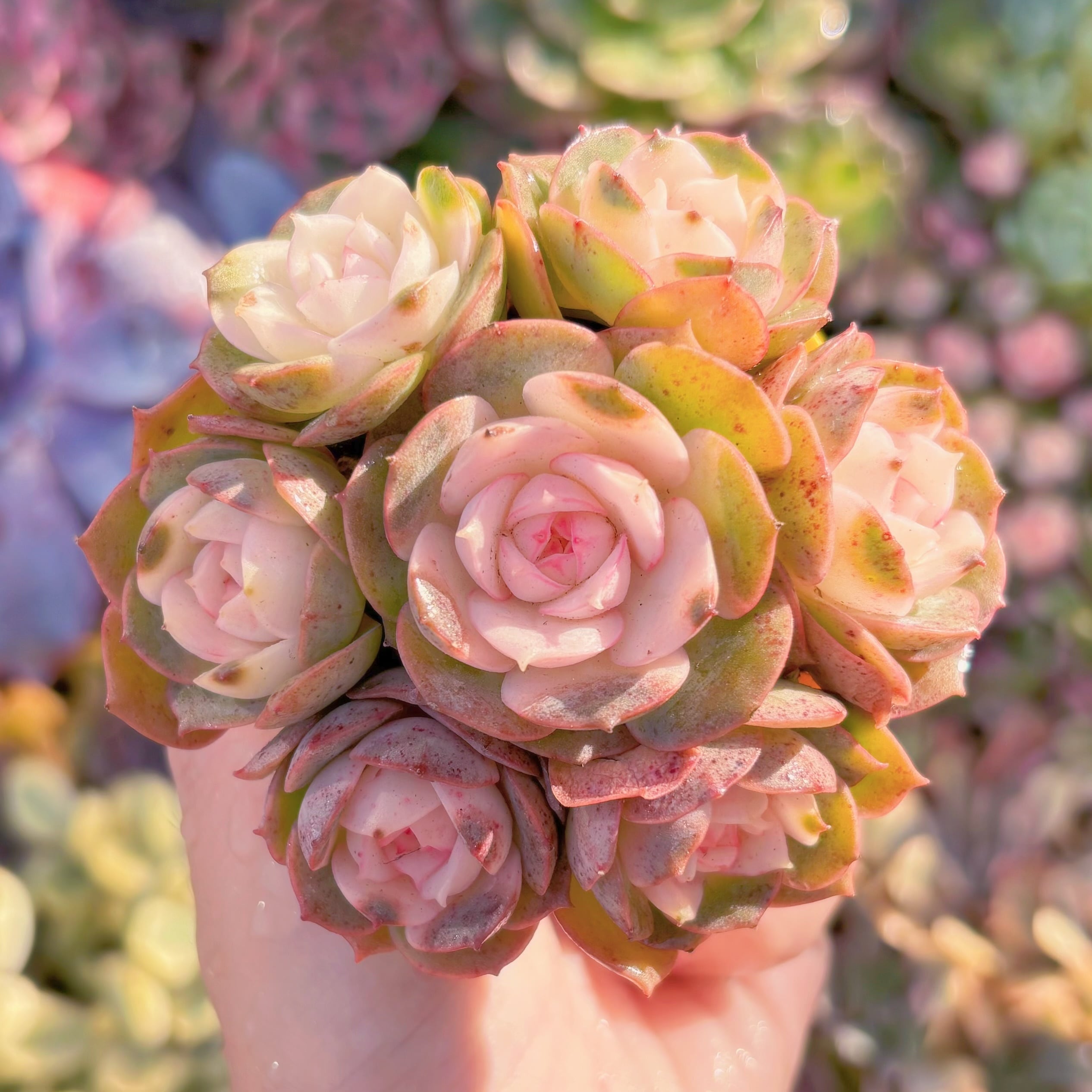 多肉植物　イタリアローズ錦(7苗)　新入荷　るる農園