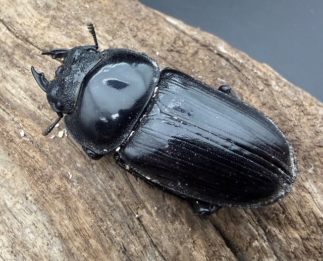 《オオクワガタ 能勢YG血統 49.5mm ♀単》