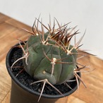 Gymnocalycium mazanense【ギムノカリキウム・守金魔天竜】