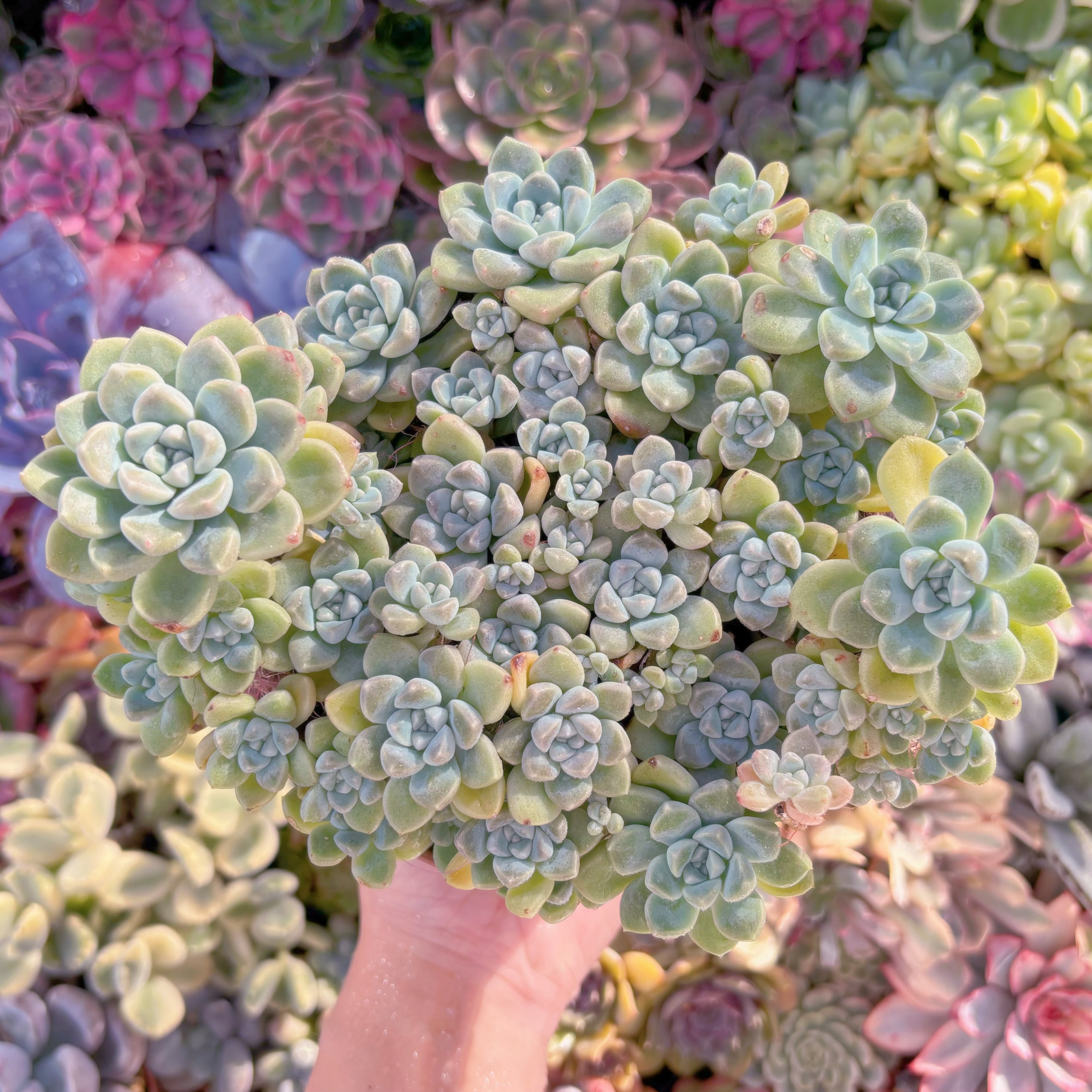 現品　新品種　蒼珠（そうしゅ）#007　特大群生　新入荷　るる農園