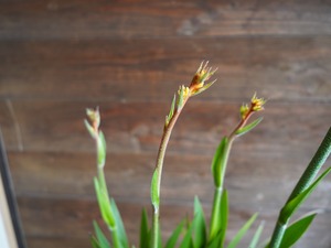 【現物】カンガルーポー ランドスケープ ゴールド