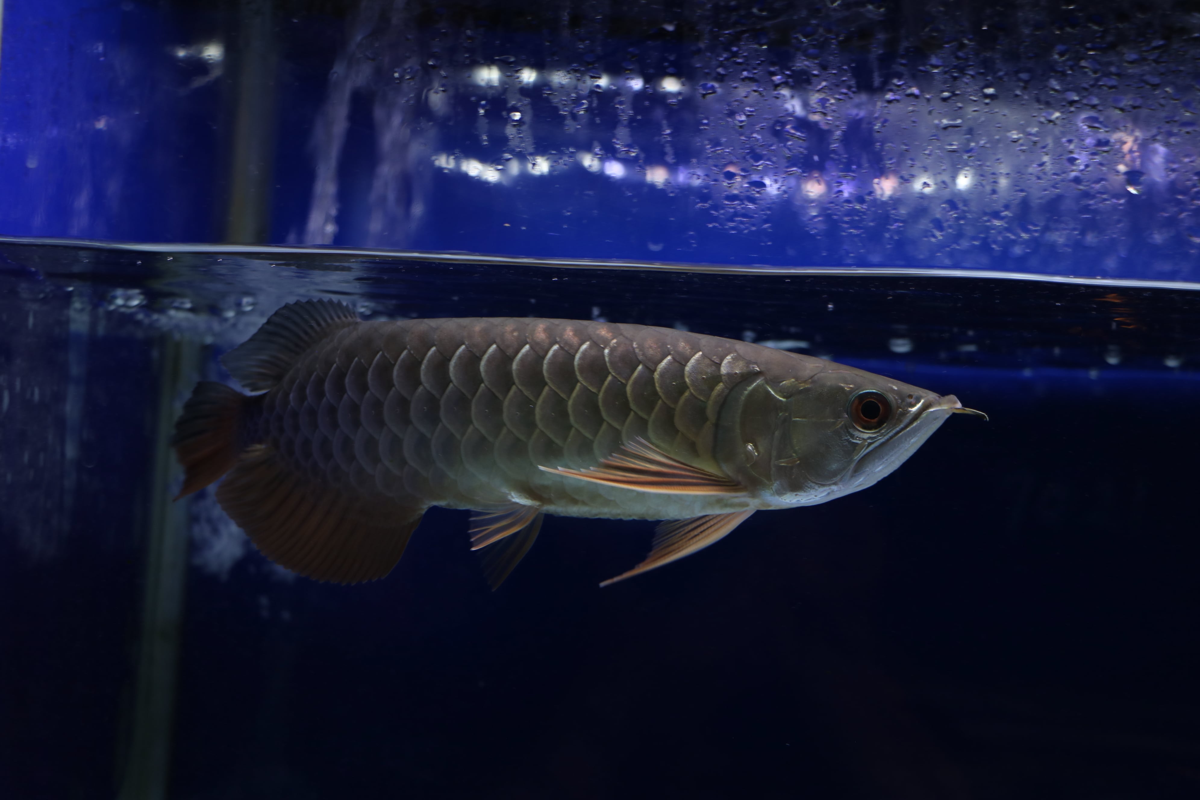 5147 過背金龍ベビー (ブルーベース) ±13㎝《証明書付き》 | アロワナ