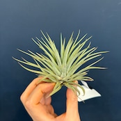 チランジア エスピノーサ【580】