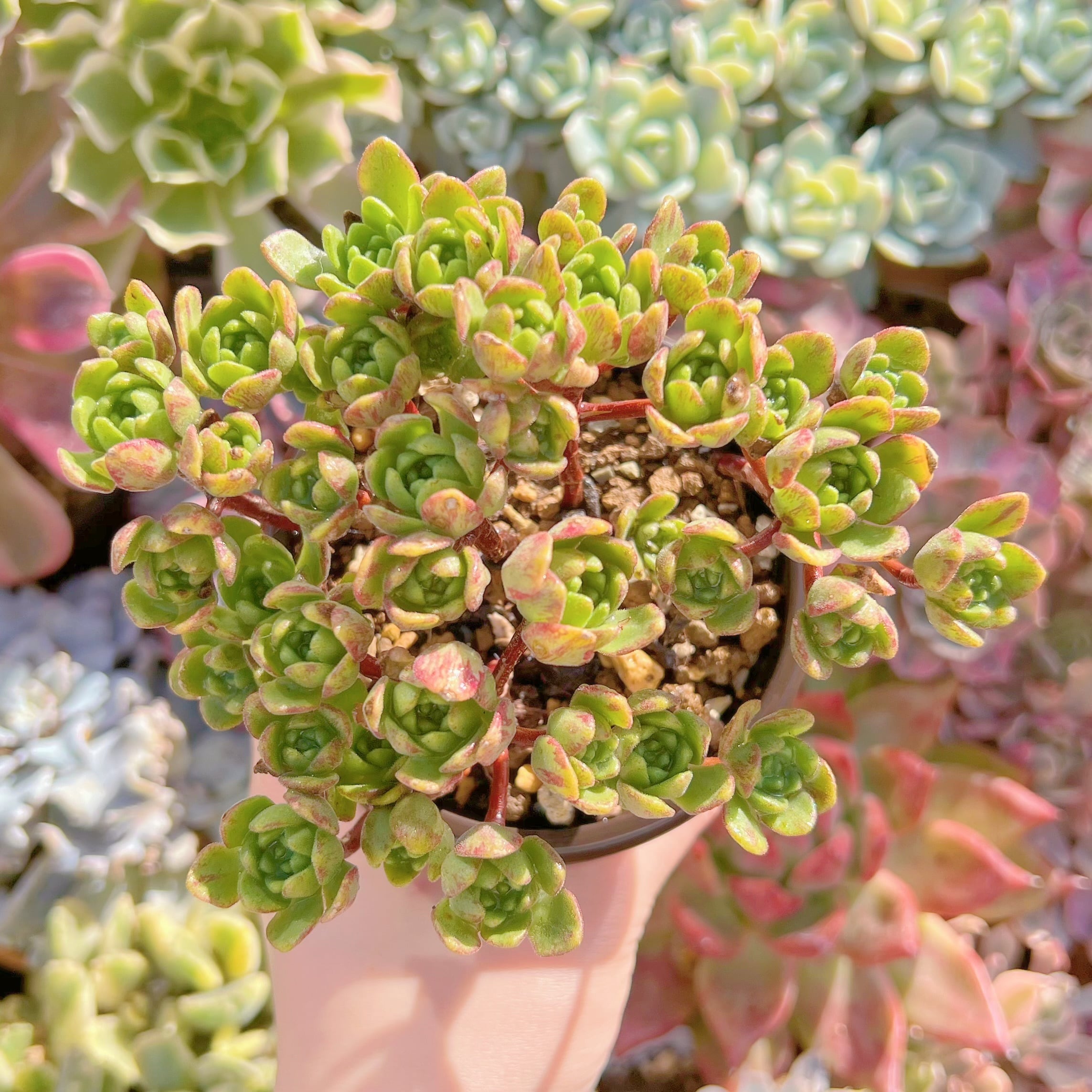 現品　little fox#276　群生　るる農園