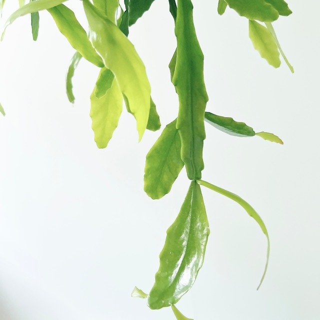《希少》リプサリス プラティクラダ ハンギング 観葉植物 calm cafe
