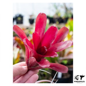 Neoregelia 'Super Fireball'
