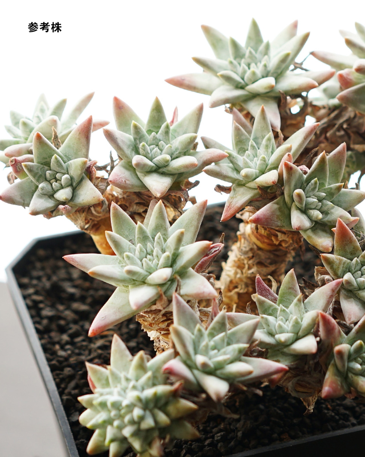 抜き苗 ダドレア グノマ Dudleya gnoma