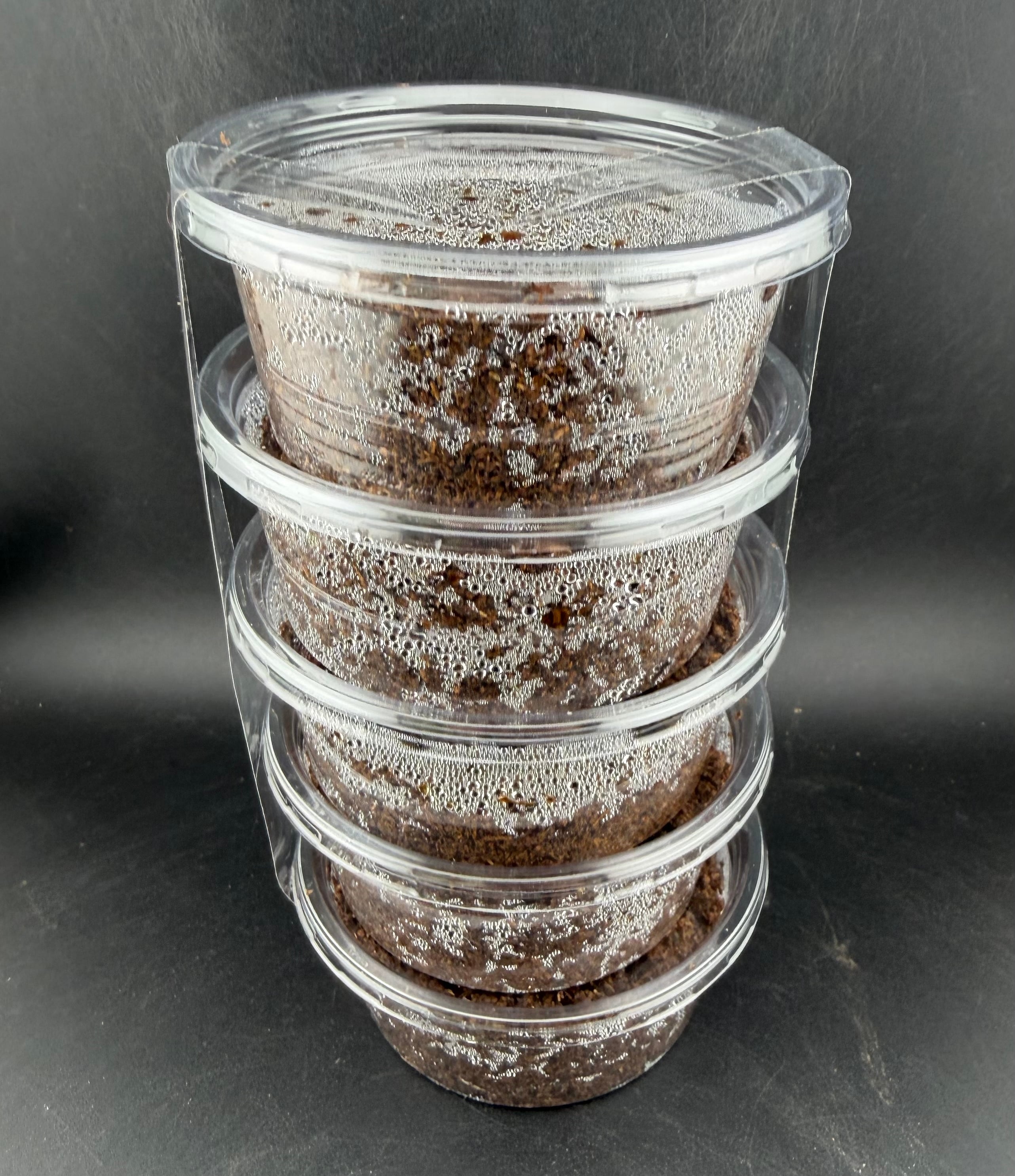 WF1】《スマトラコーカサスオオカブト ランプーン産 幼虫5頭セット