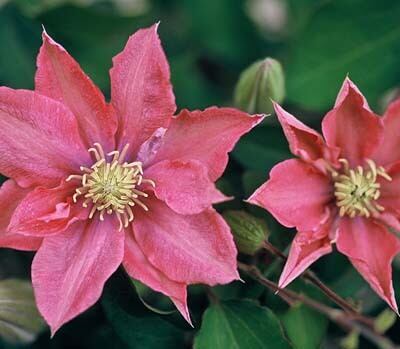 リトル・マーメイド - ‘Little Mermaid’ - パテンス系 1-115