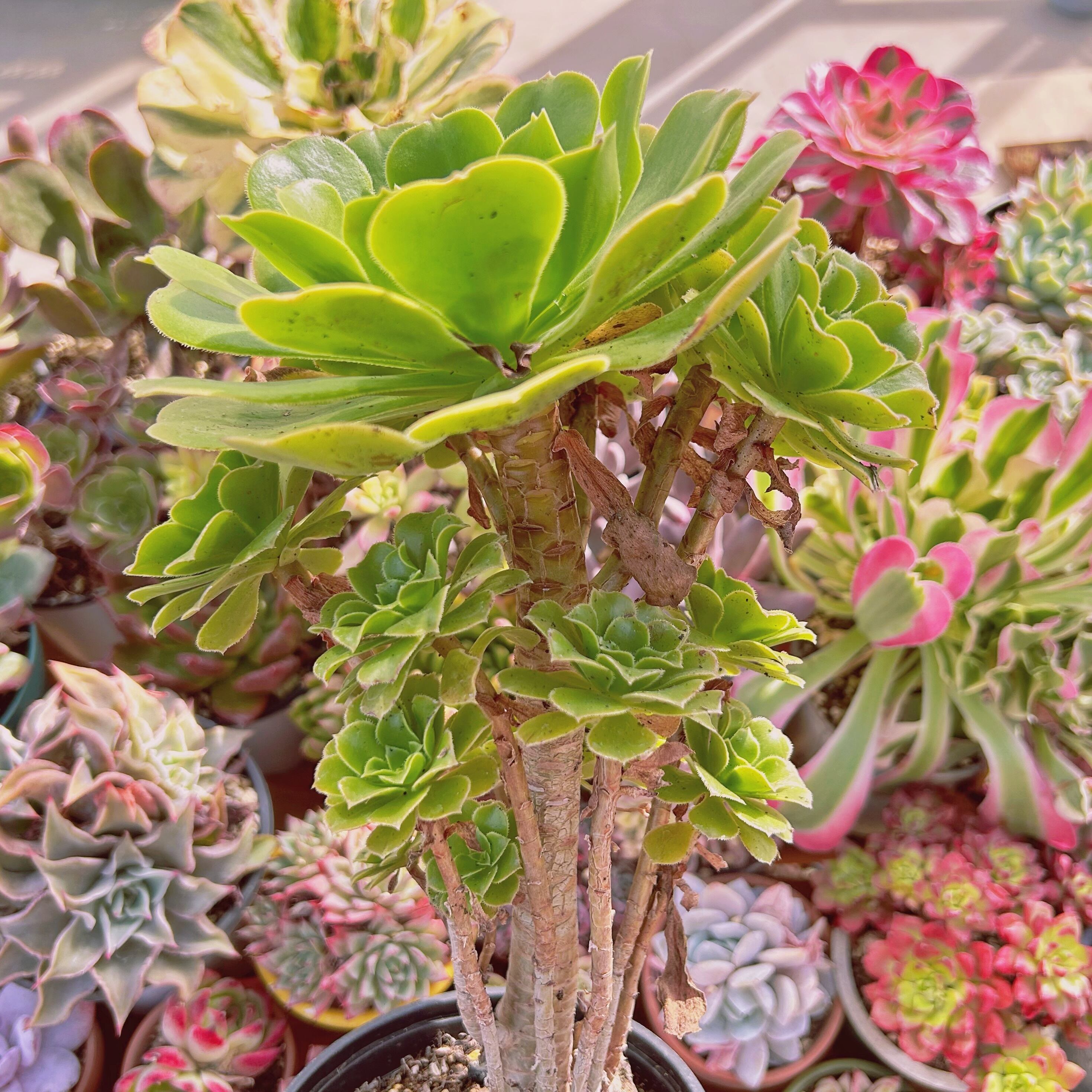 現物 多肉植物 グリーンカシミヤ 特大 抜き苗 | るる農園~多肉植物専門