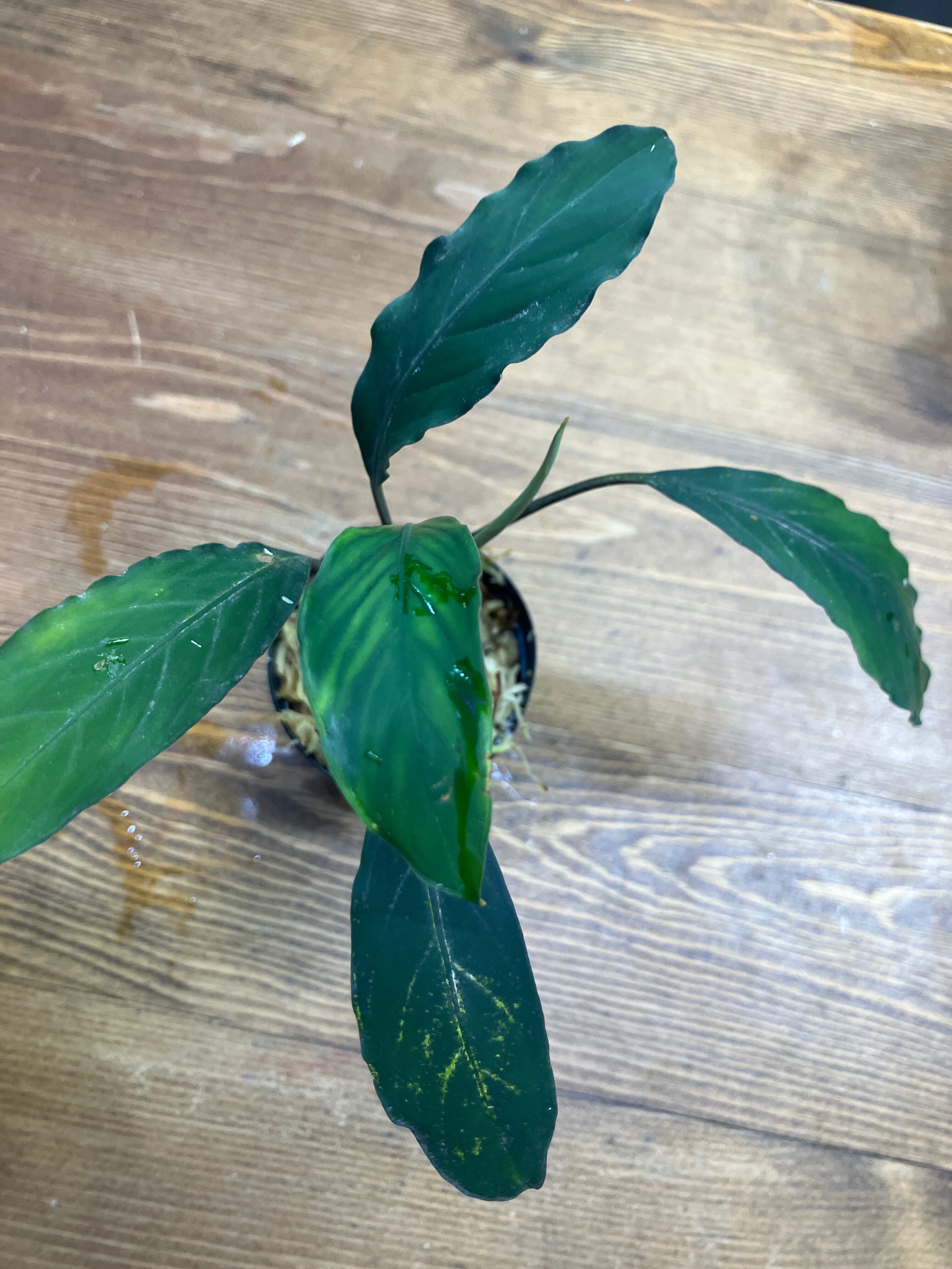 Homalomena hyb. 濡鳥×スラウェシナロー(神畑)【YR2301-f1】④