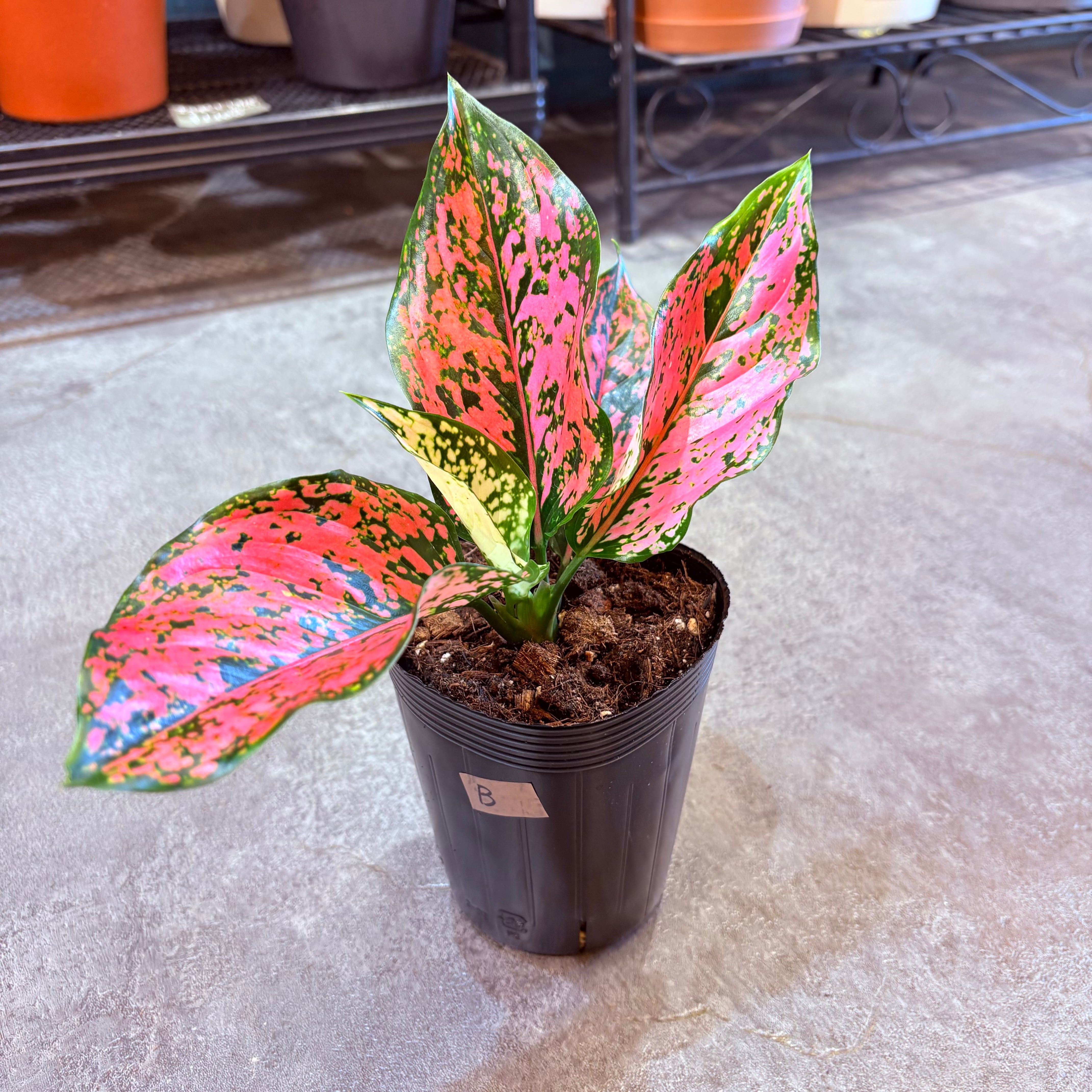 アグラオネマ ニューカンクンピンク 3.5号 B | Green Vibes 宇都宮市の