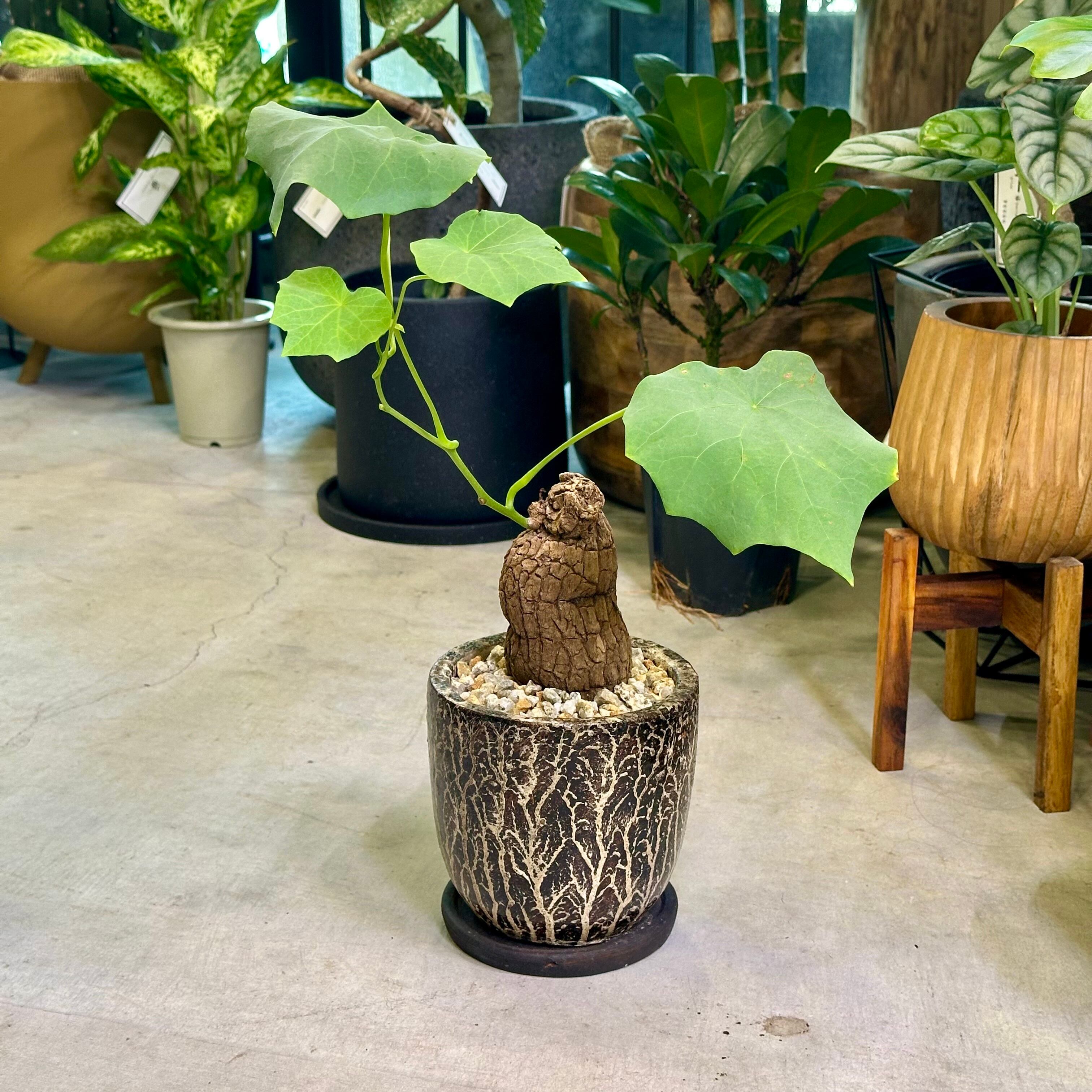 パキポディウム・デンシカウレ（恵比寿大黒） | barrelplants_BONSAI