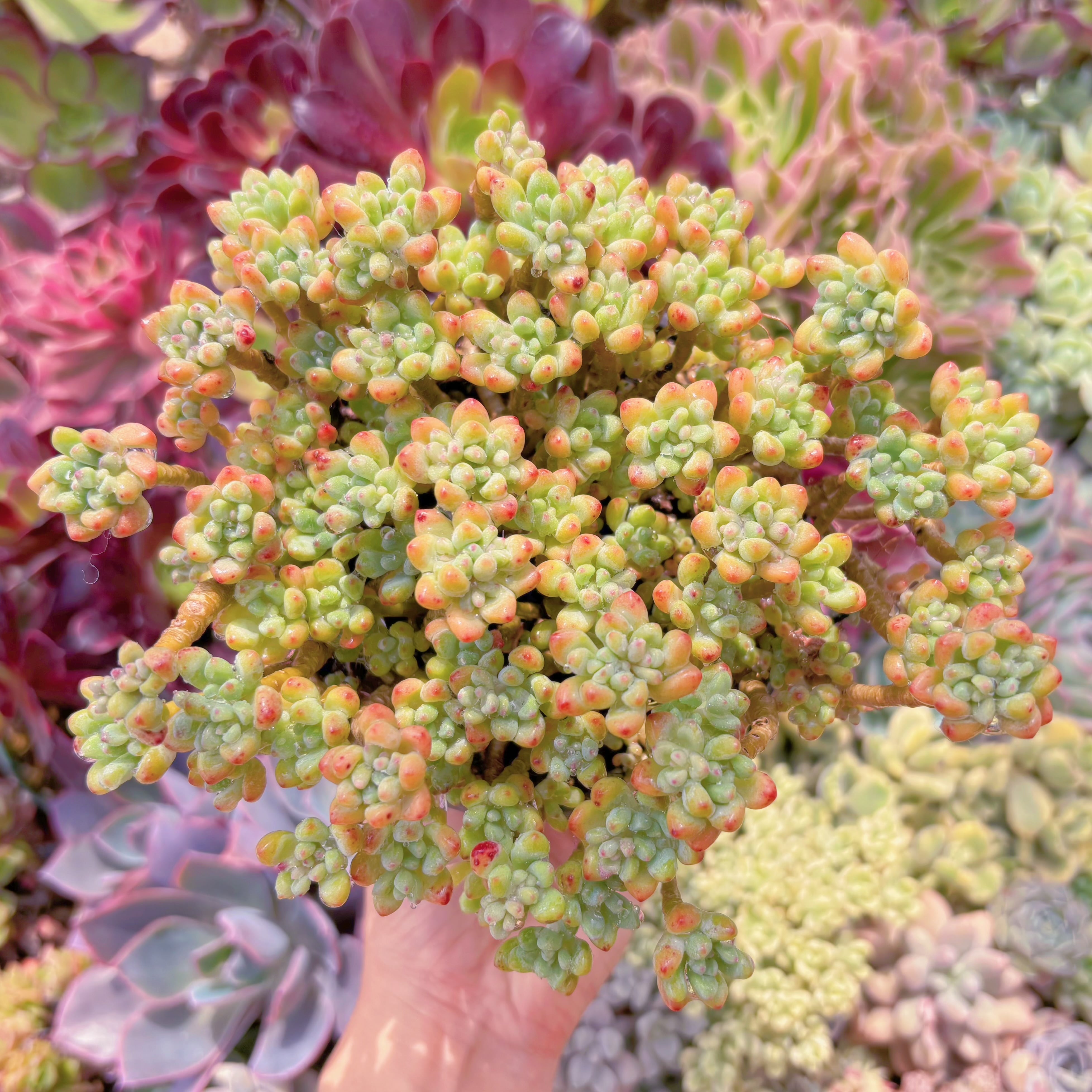 現品　ピンクビーン#628　特大群生　るる農園