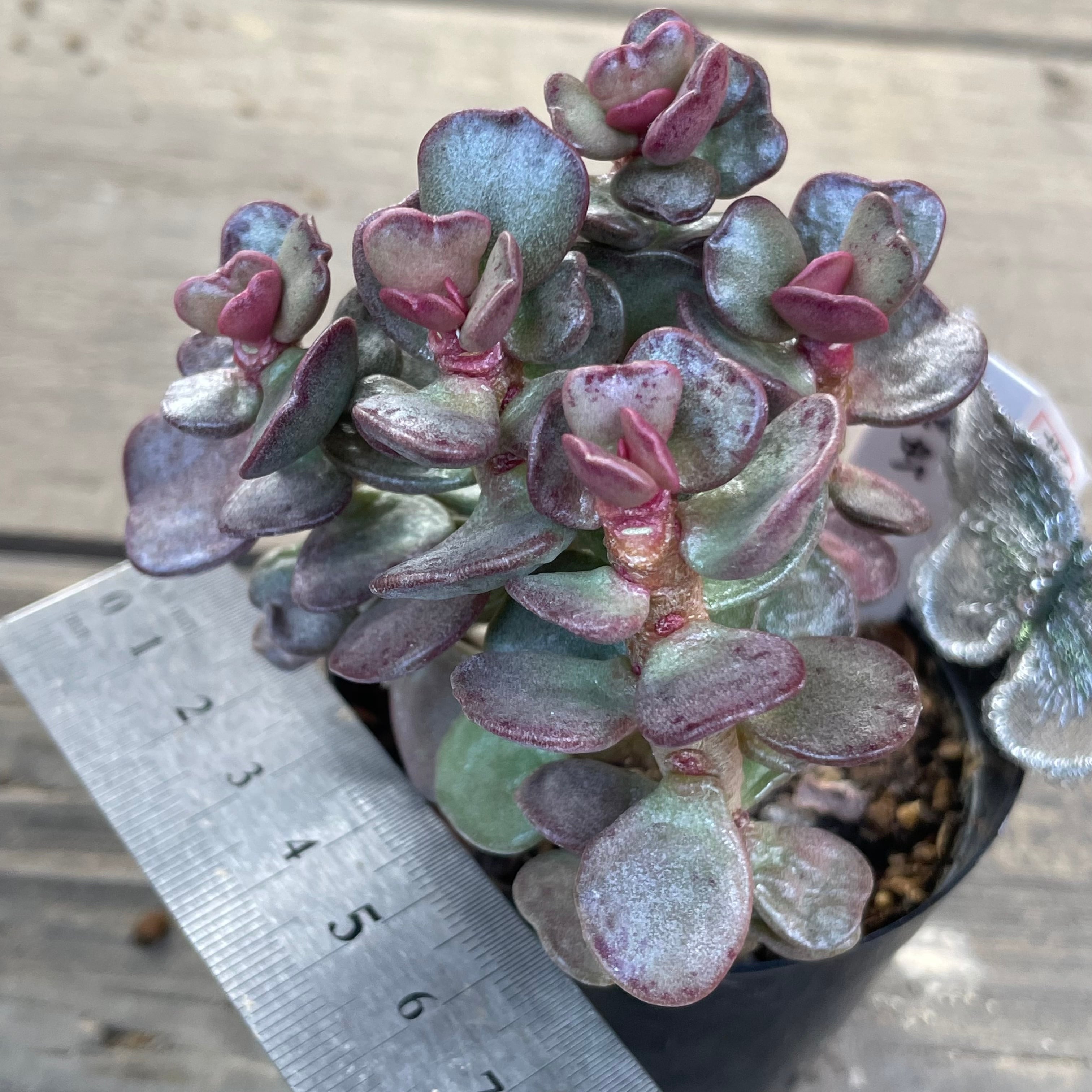 ラブリーローズ錦 赤斑入り 56 【公式通販】