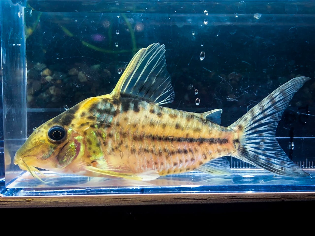 ☆コリドラス・ソロックス ワイルド☆ Co セラータス WILD 3匹