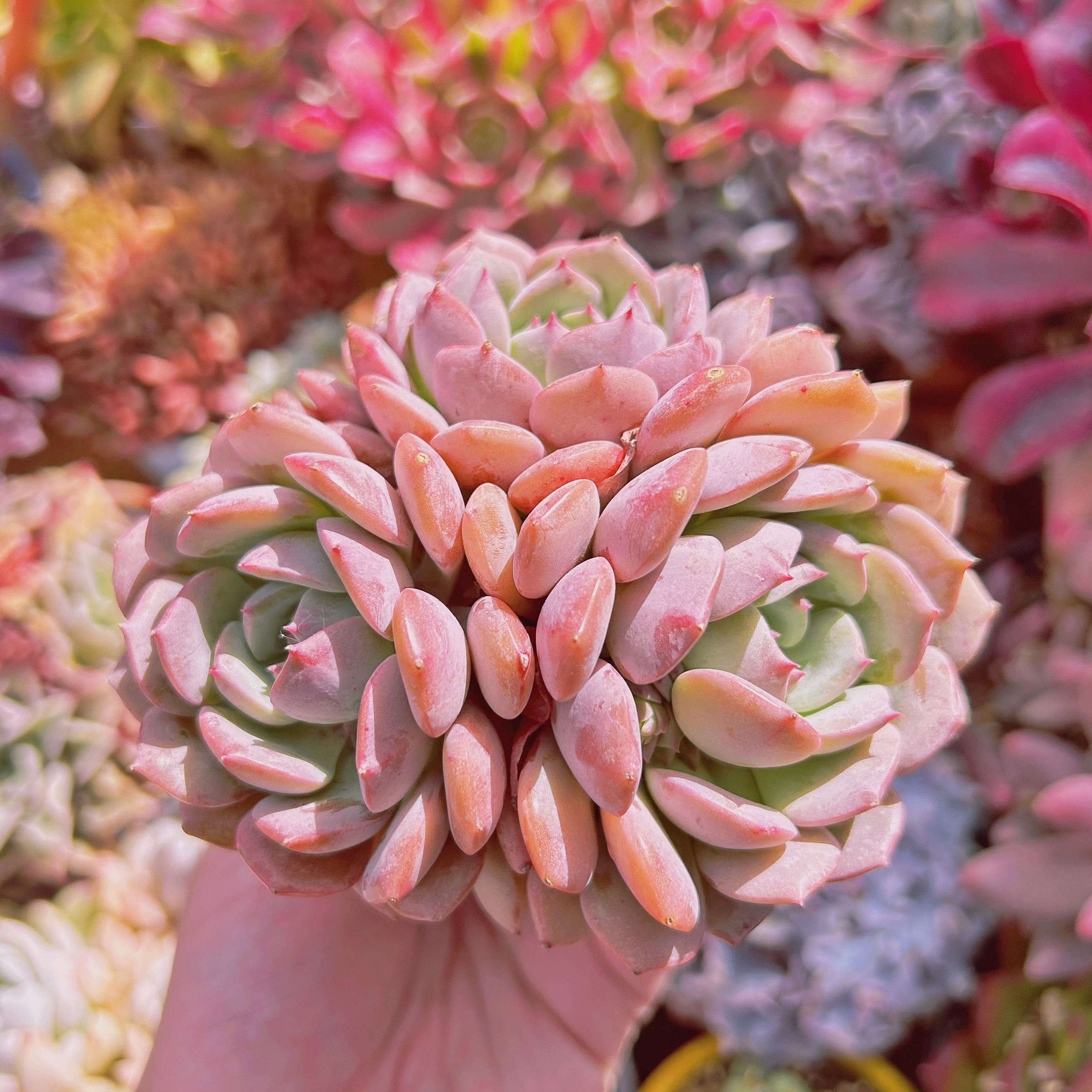 多肉植物　Clara群生 クララ 群生 現物商品 - 多肉植物 人気の多肉植物 多種類の多肉