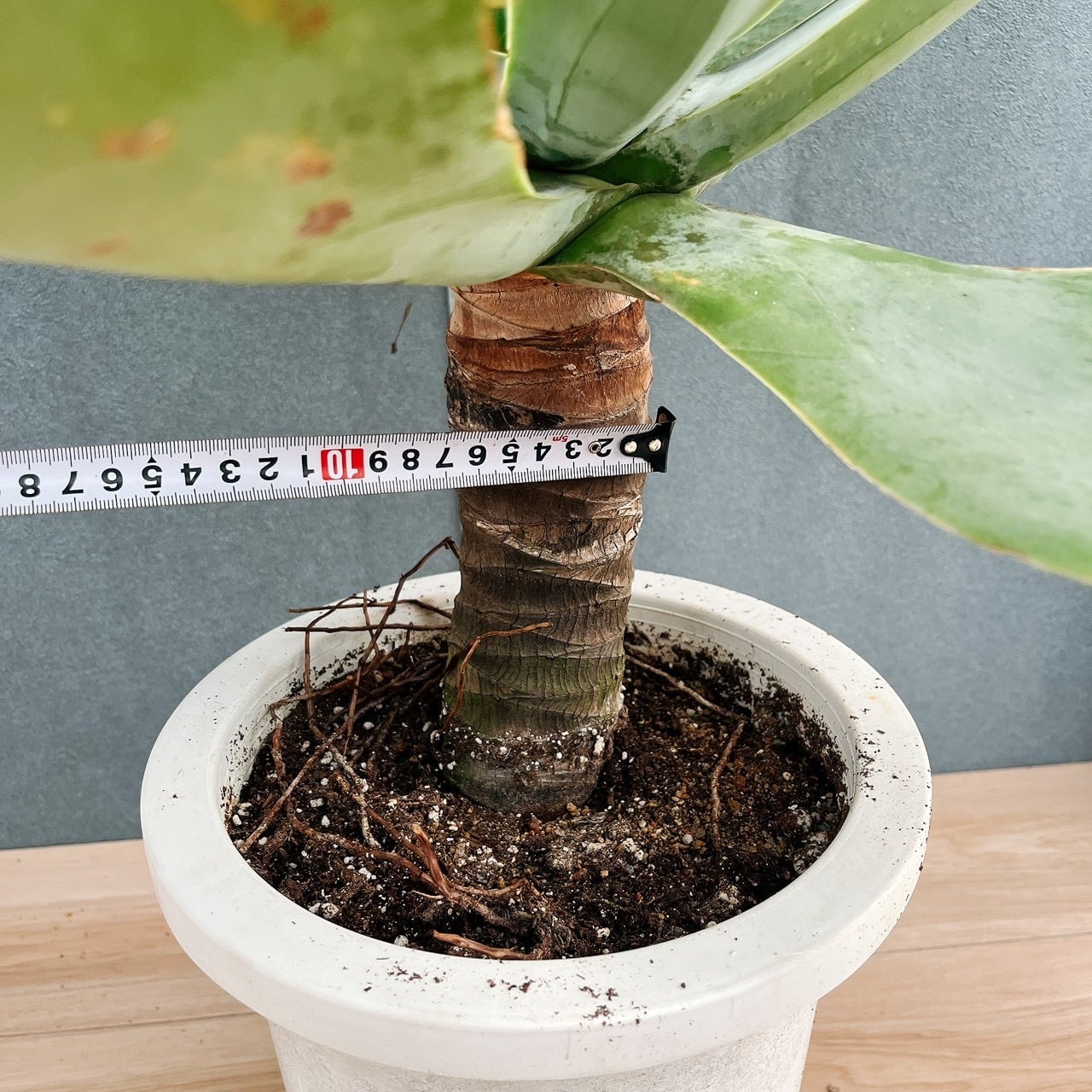 現品］K アガベ アテナータ 8号 観葉植物 大型 綺麗 屋外 多肉植物