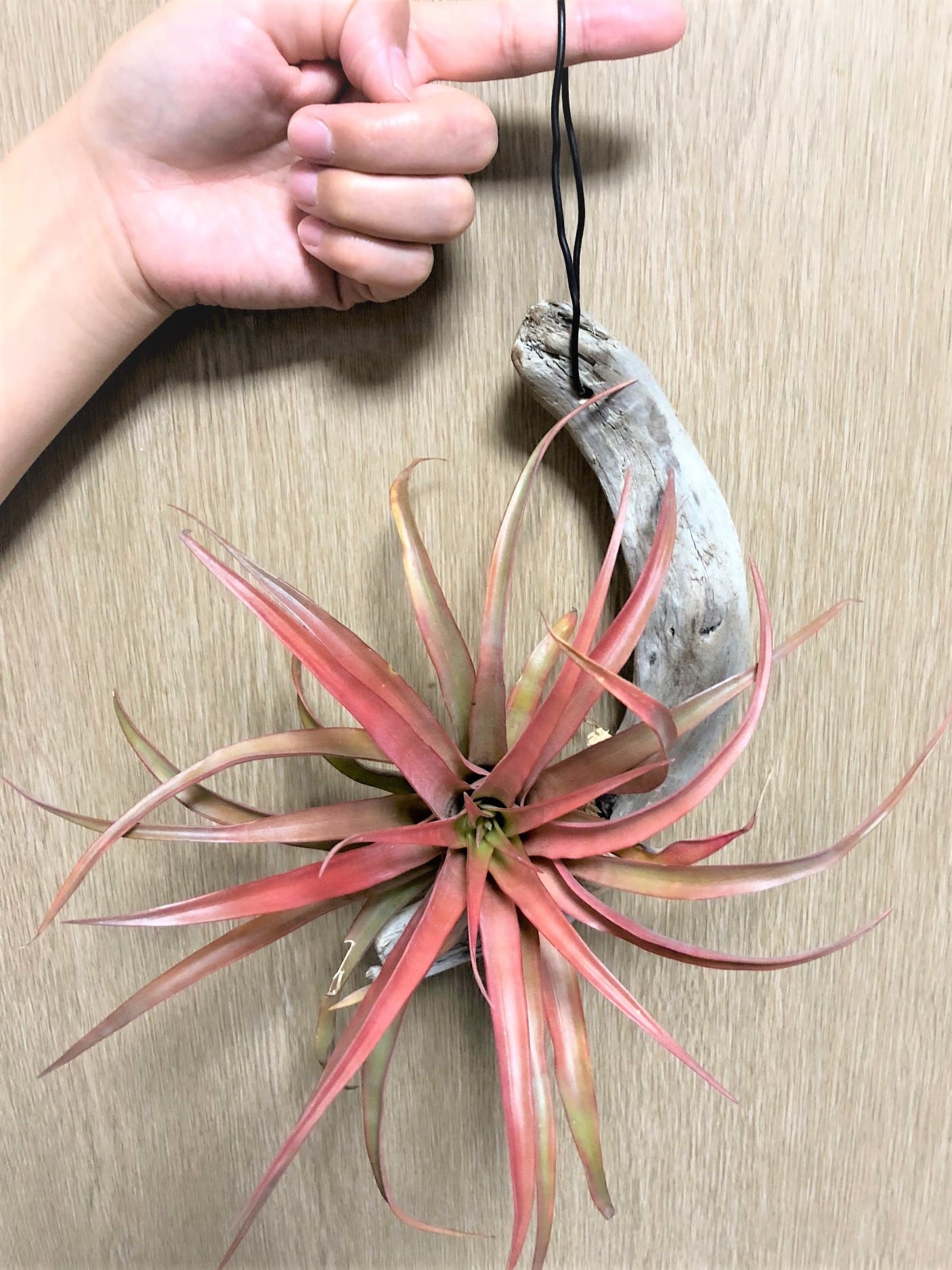 Tillandsia Capitata Red チランジア カピタータレッド 流木付け Plants Maru ー 多肉植物 サボテン 園芸グッズのお店 ー