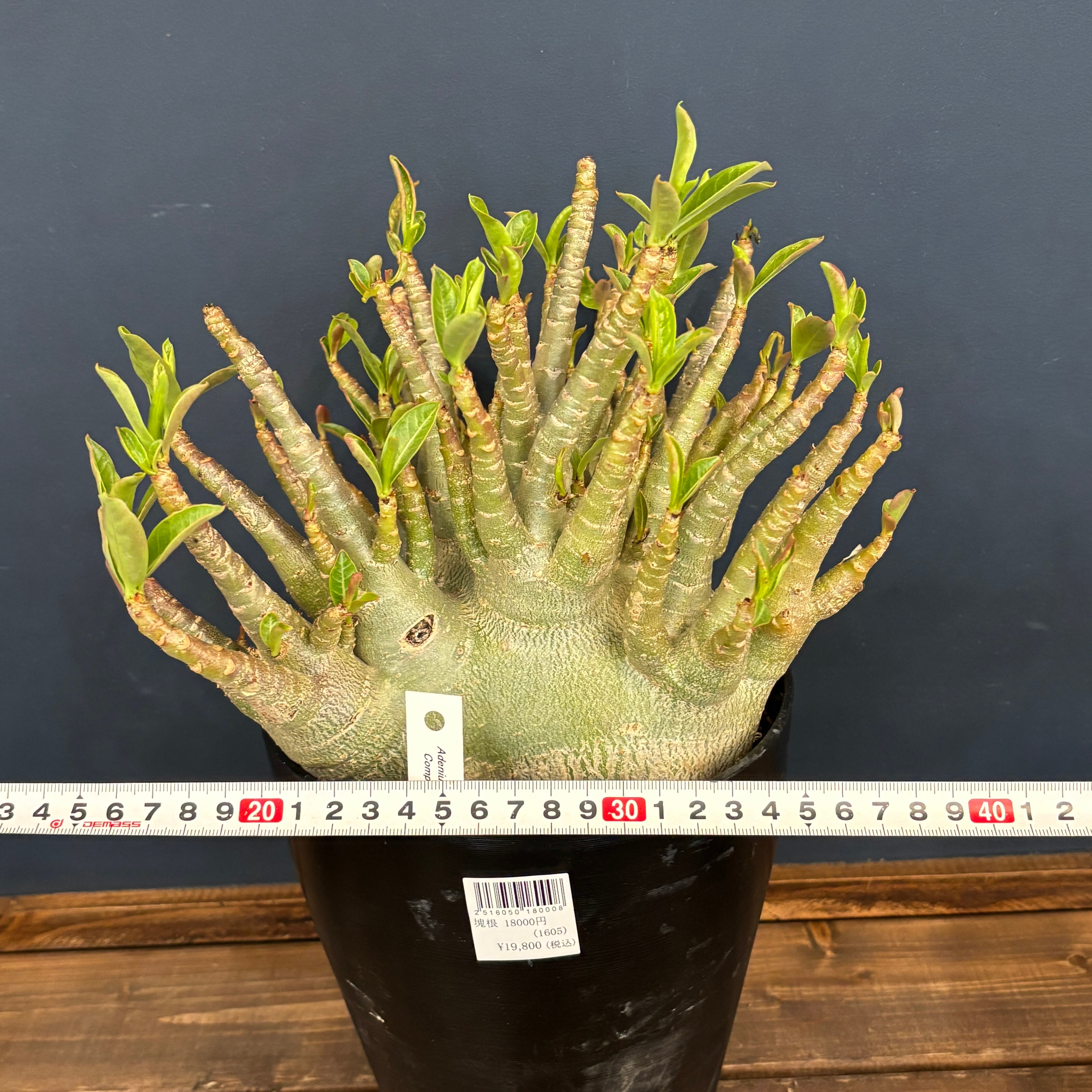 特選品】アデニウム アラビカム（アラビクム）コンパクトグリーン【818