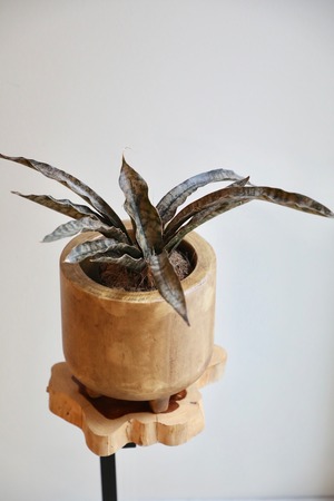 【M】サンスベリア キルキーコバトーン/Sanseveria Powellii　※ウッドポット付き