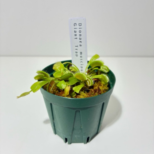 ハエトリソウ　ジャイアントトラップ　Dionaea muscipula Giant Trap