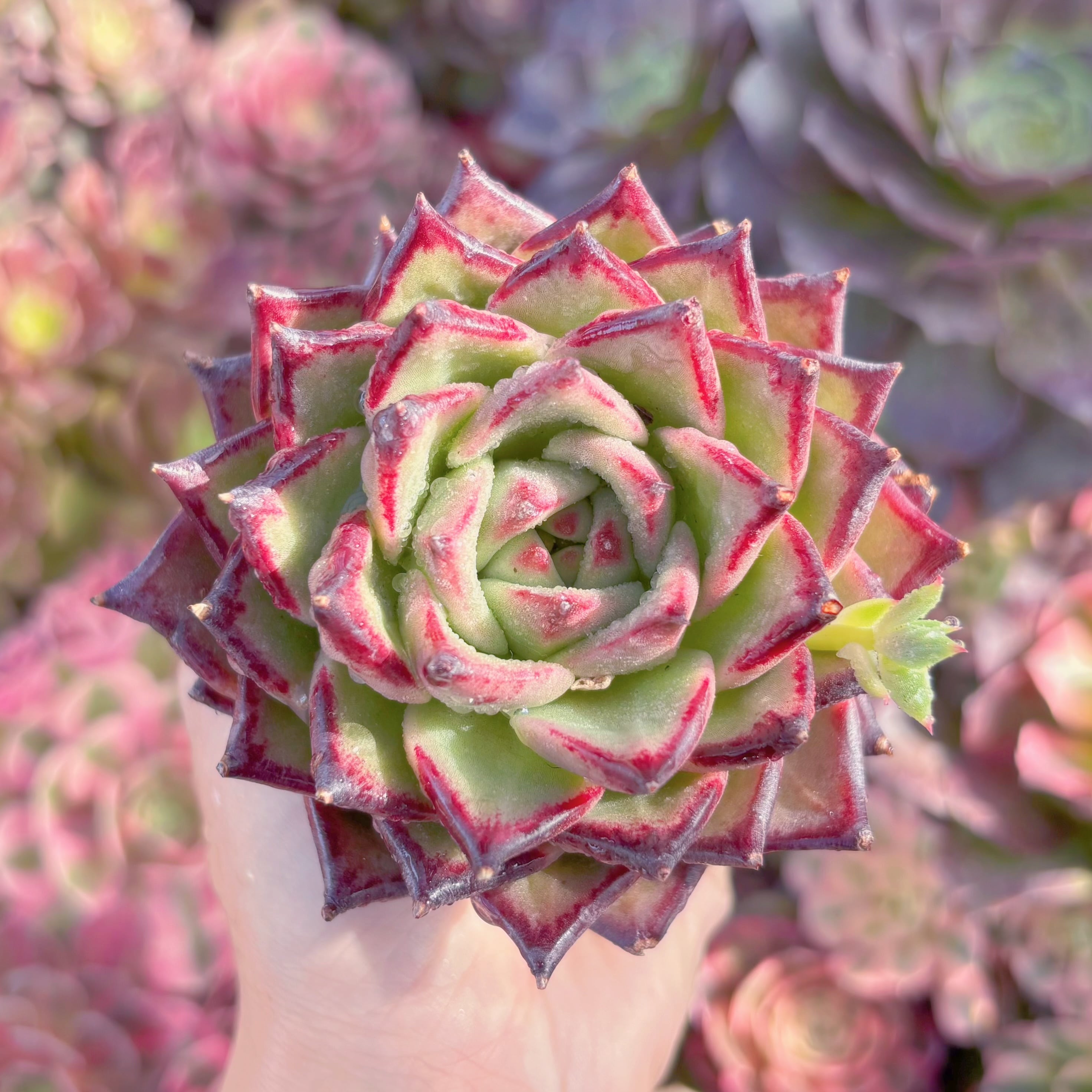 現品　モナ・リザ#K202　るる農園