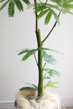 【L/94cm】エバーフレッシュ /Pithecellobium confertum ever fresh