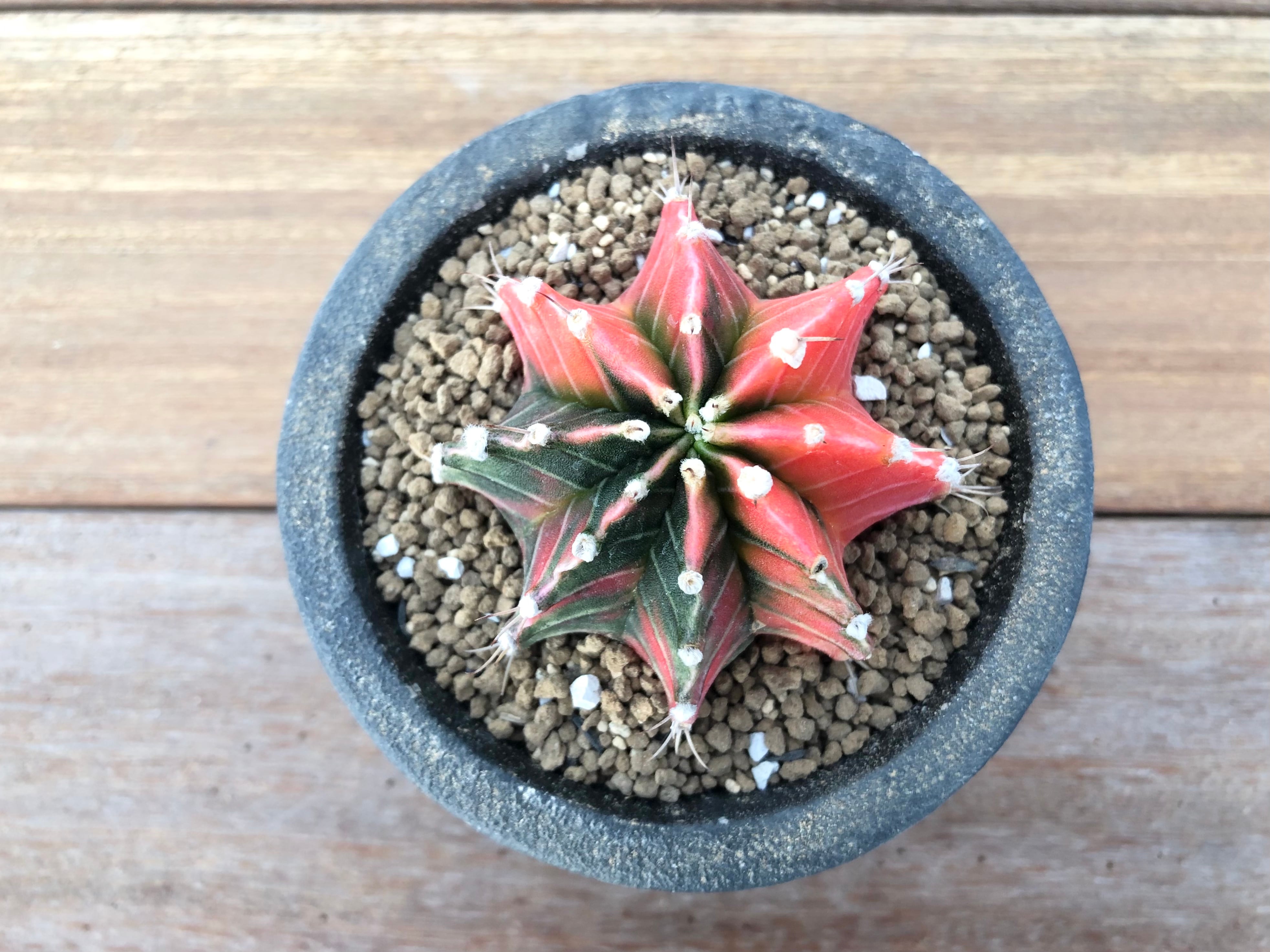 Gymnocalycium mihanovichii 緋牡丹錦 サボテン ミニ鉢 | plants MARU