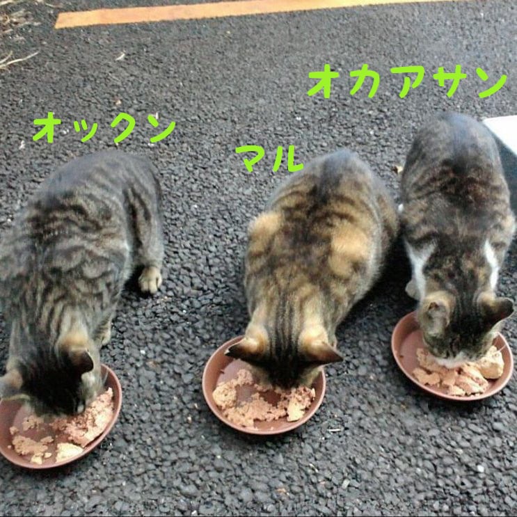 「世にも不思議な猫世界」チャリティーポストカード【あったか猫家族】