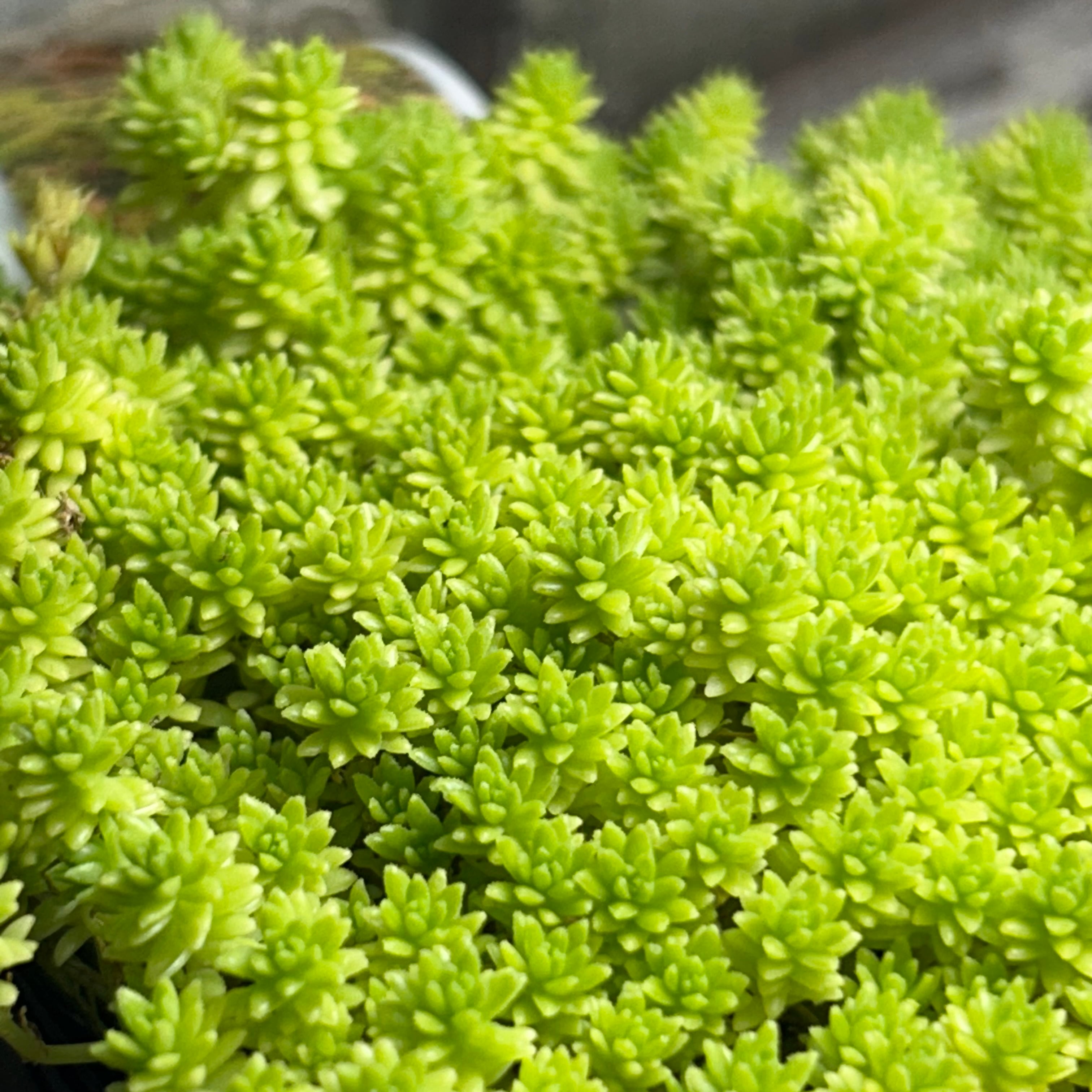 ドリームスター | RuPo 多肉植物専門店