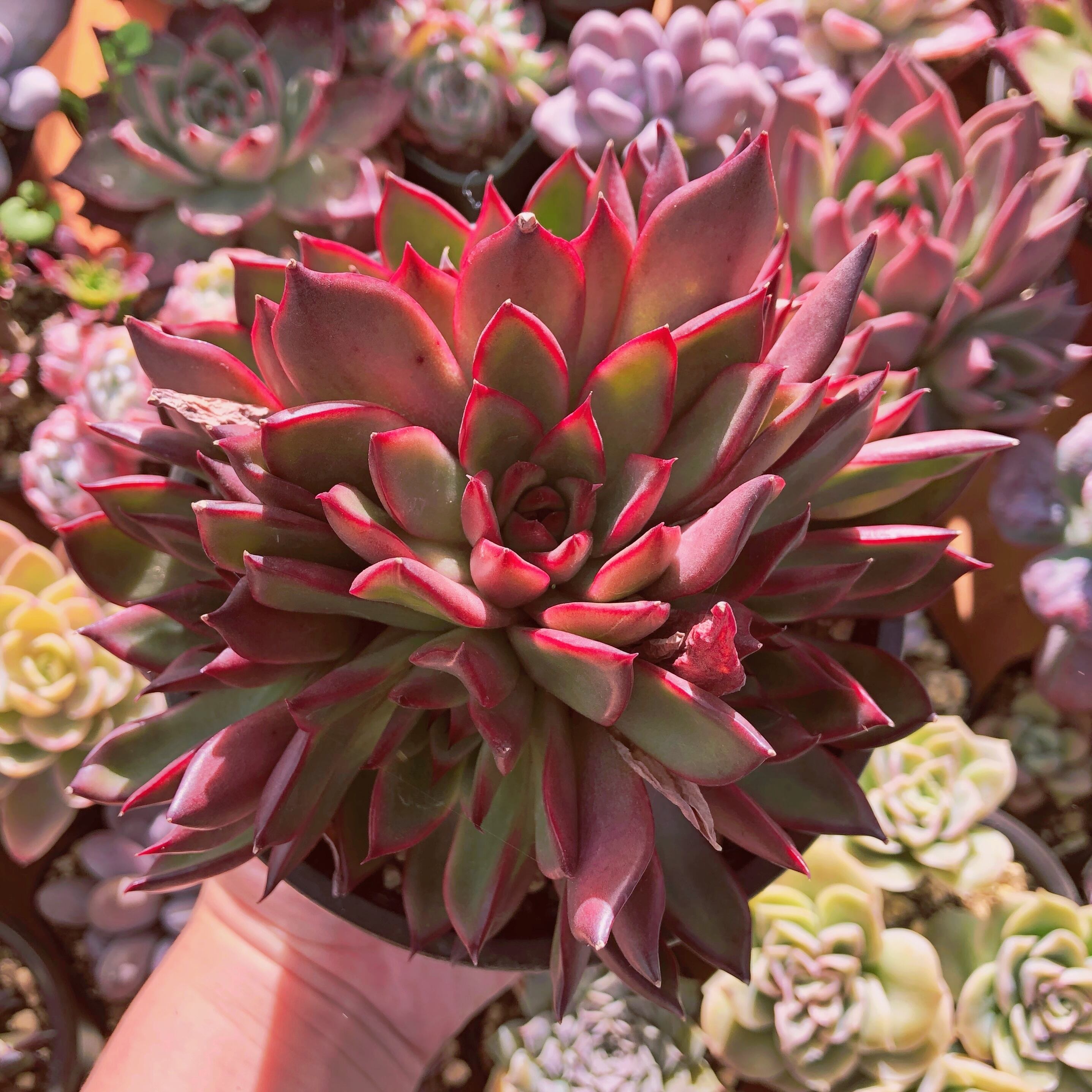 多肉植物　 ルビン xアガボイデス　特大群生