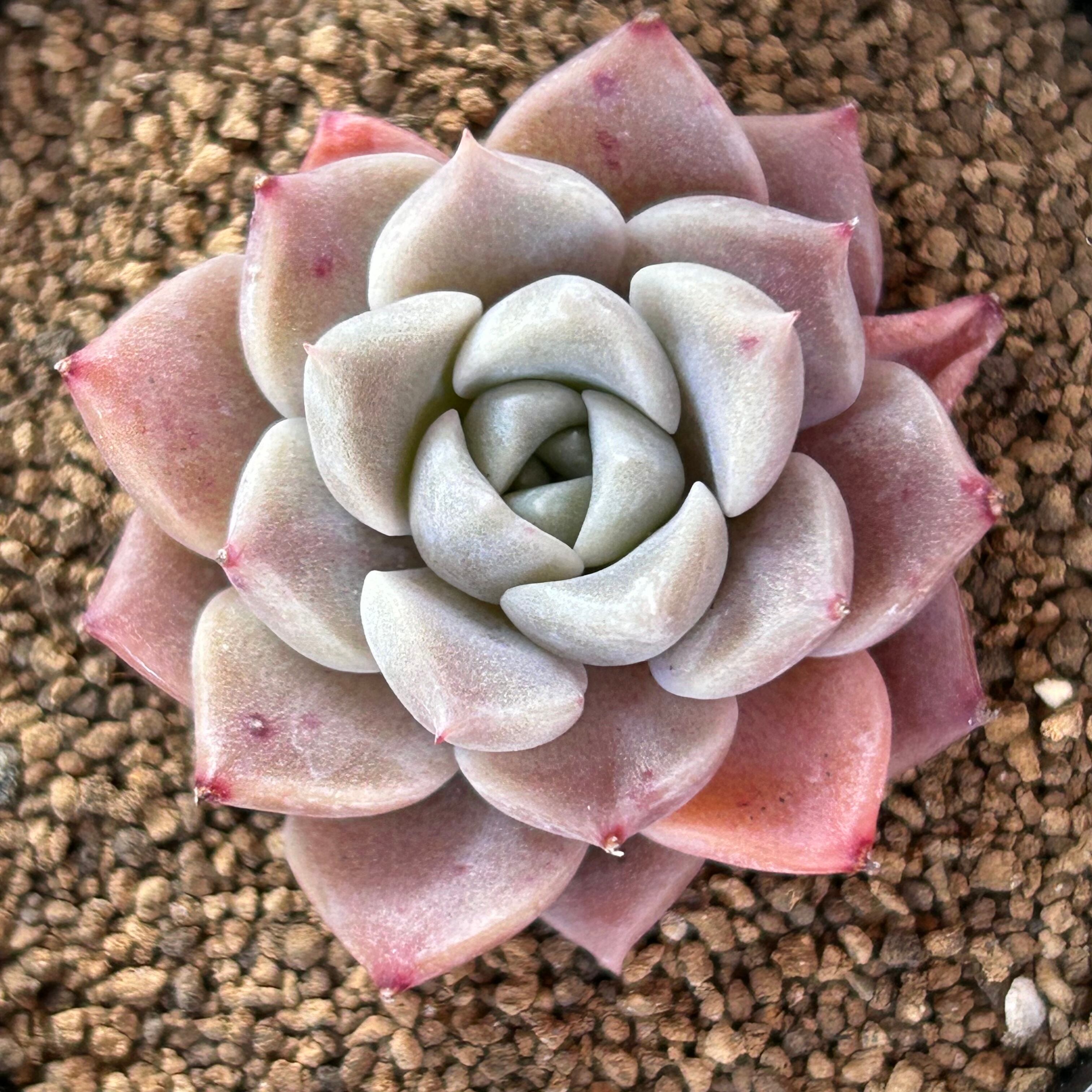 ピンクスポット | RuPo 多肉植物専門店