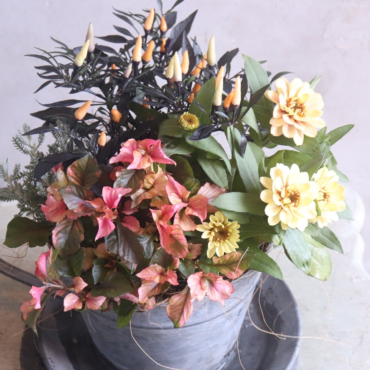 トウガラシ　パープルファントム　観賞用｜新色＊寄せ植えを華やかにするカラーリーフ