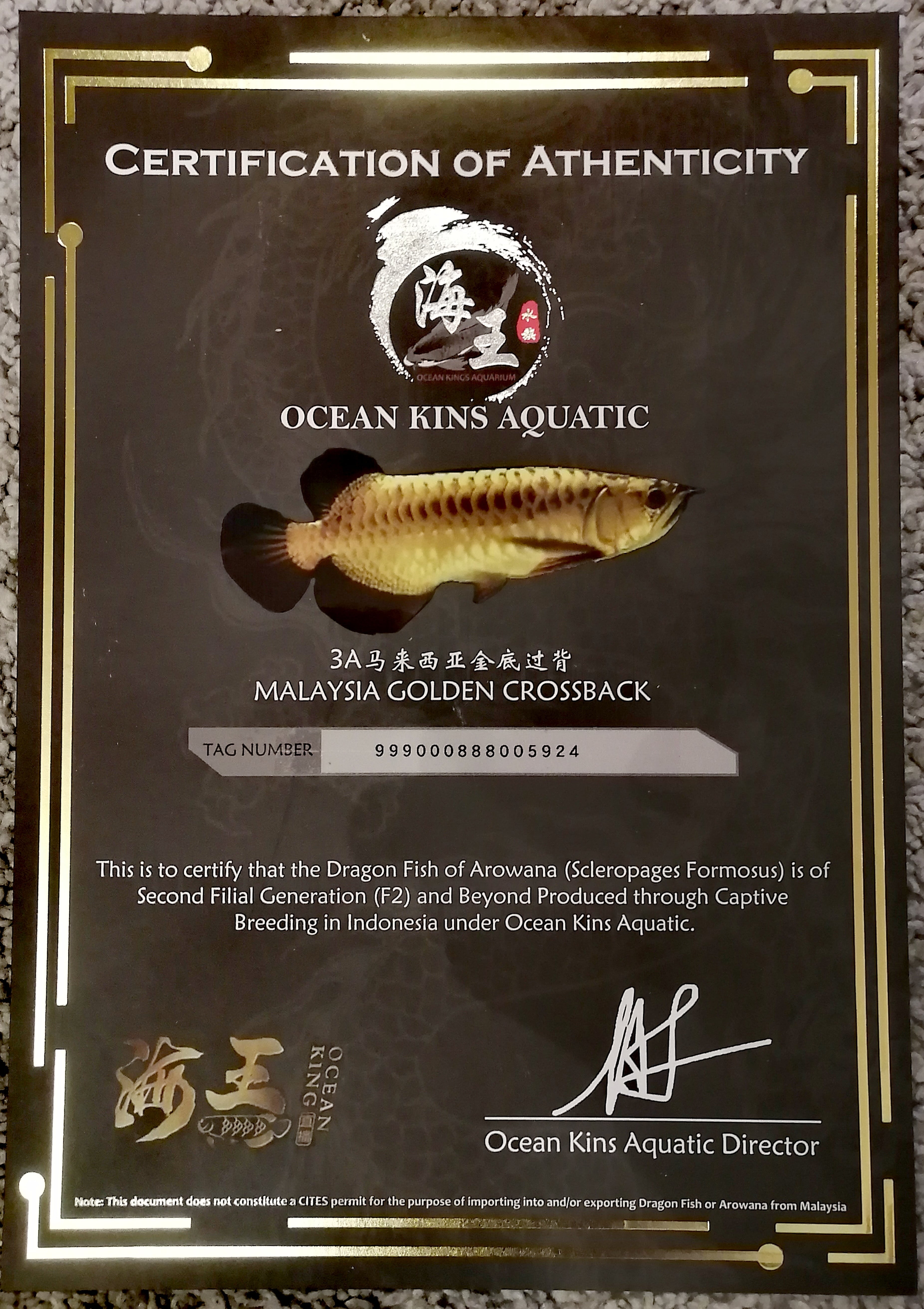 過背金龍(ベビー)±13㎝《 5924 証明書付き》 | アロワナ等の大型魚