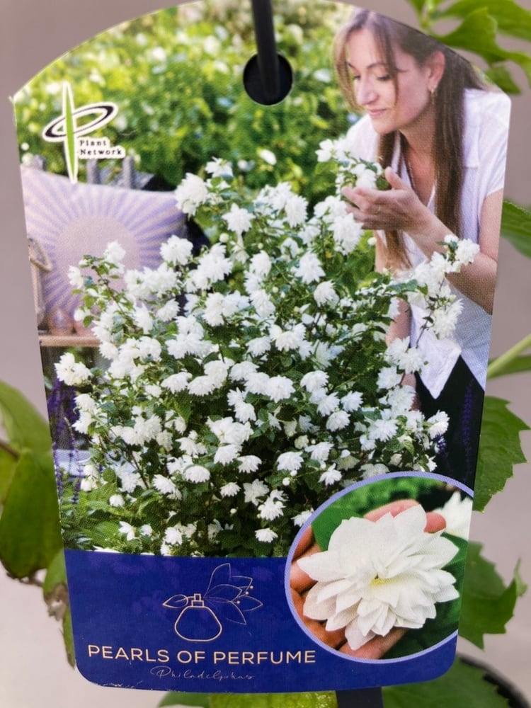 樹木 | 日本ライン花木センター
