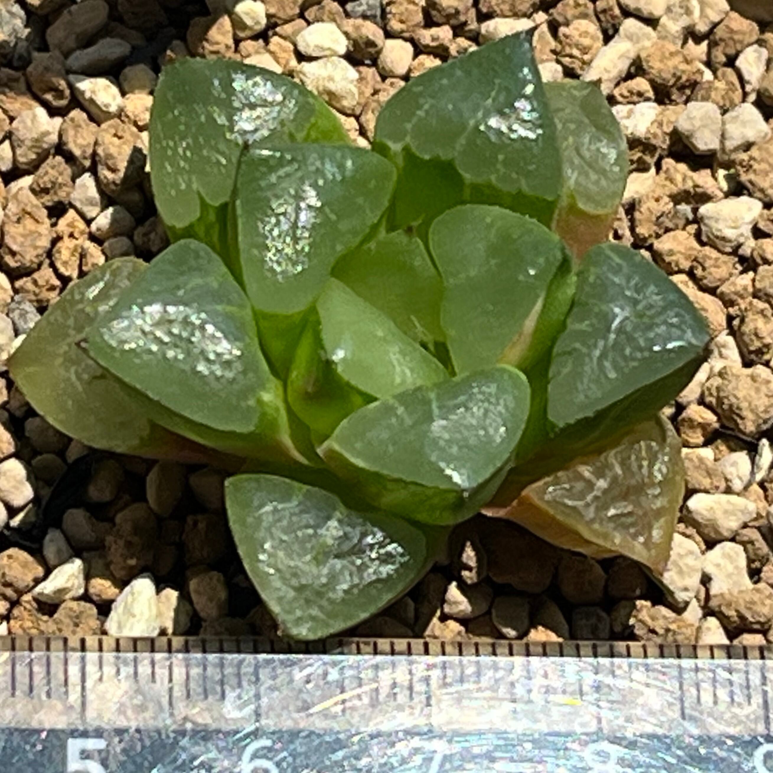 ハオルチア 瑠璃コレクタ錦 | mocono_plants