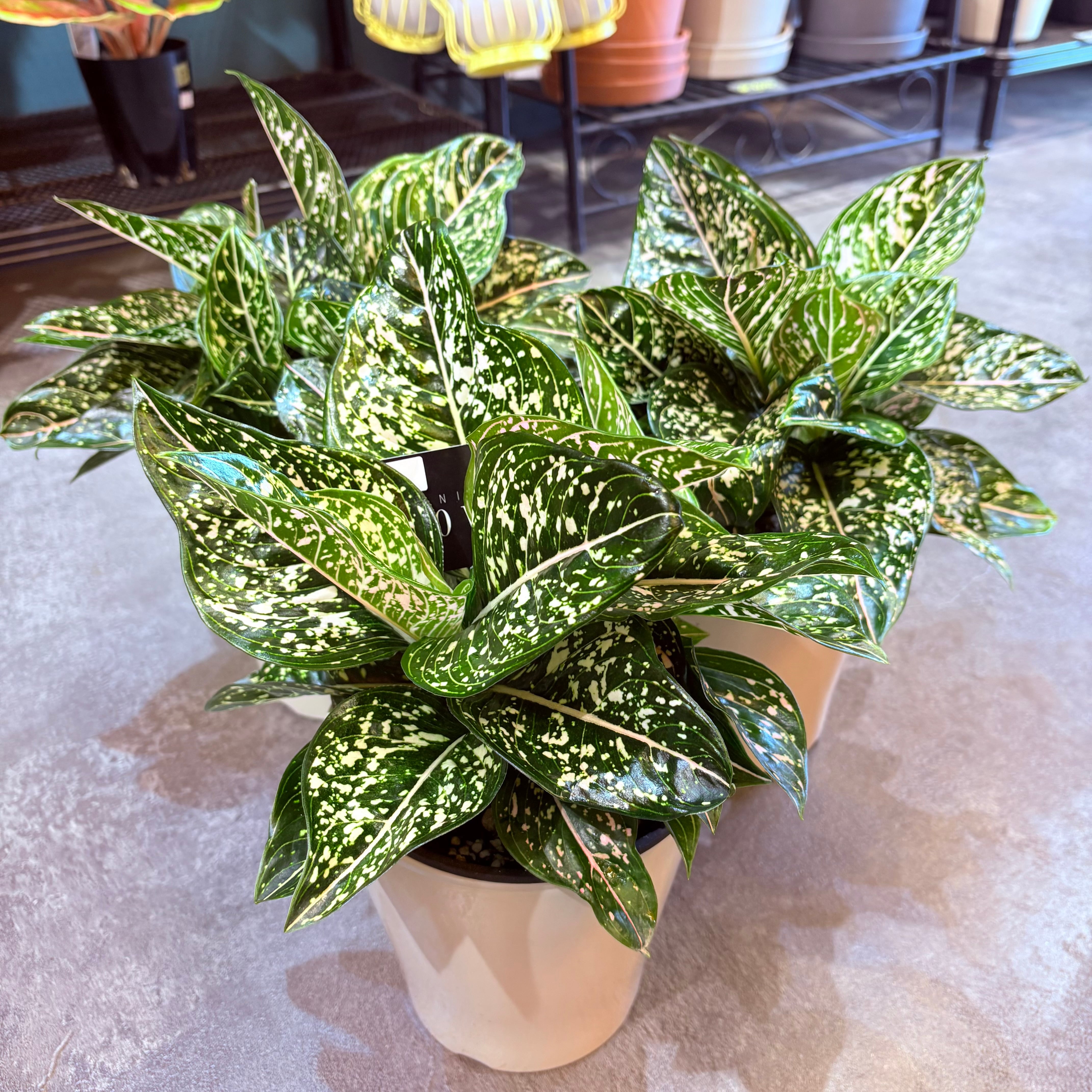 アグラオネマ トムズプライド 5号【荒木植物園さん】 | Green Vibes