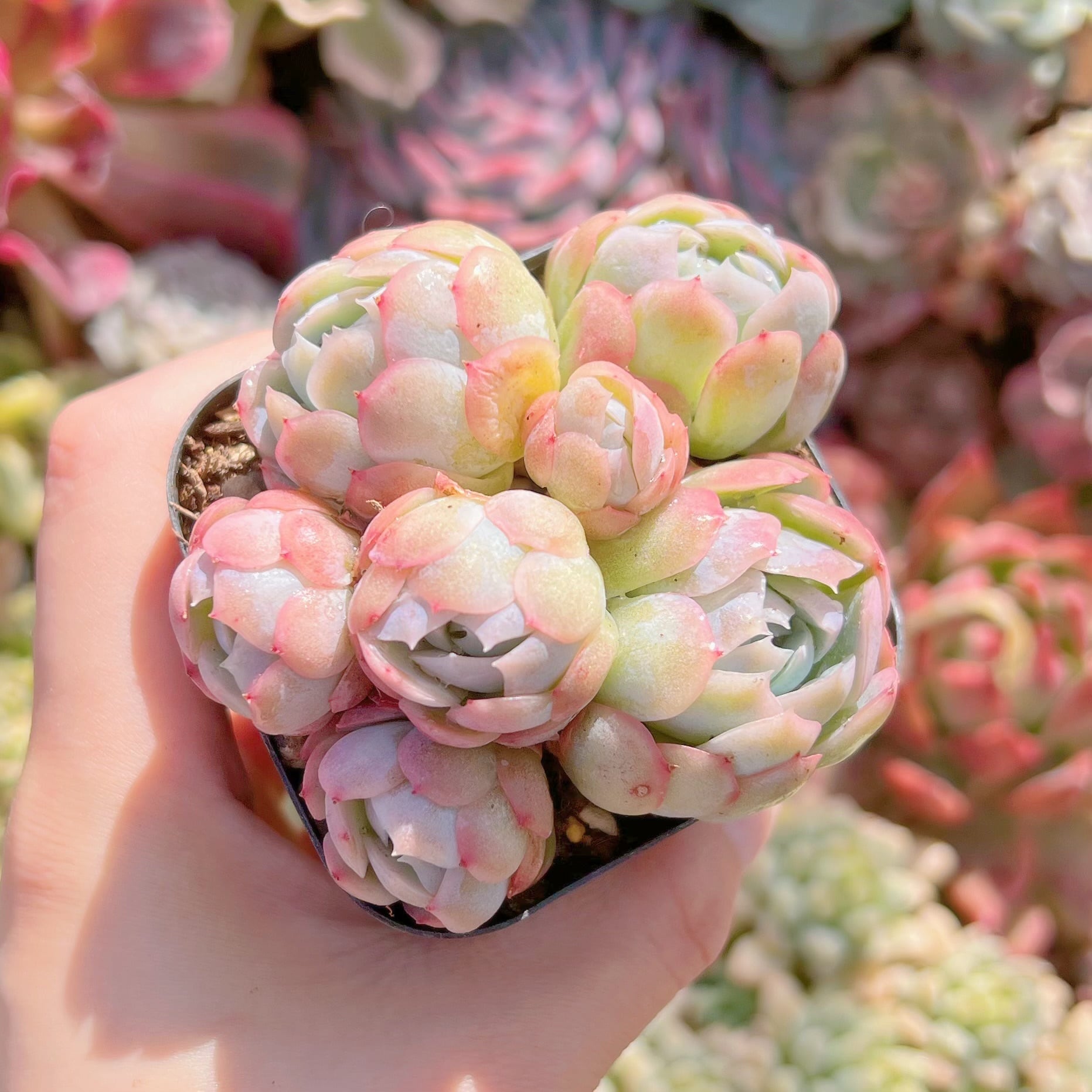 現品　クリームベリー#306　るる農園